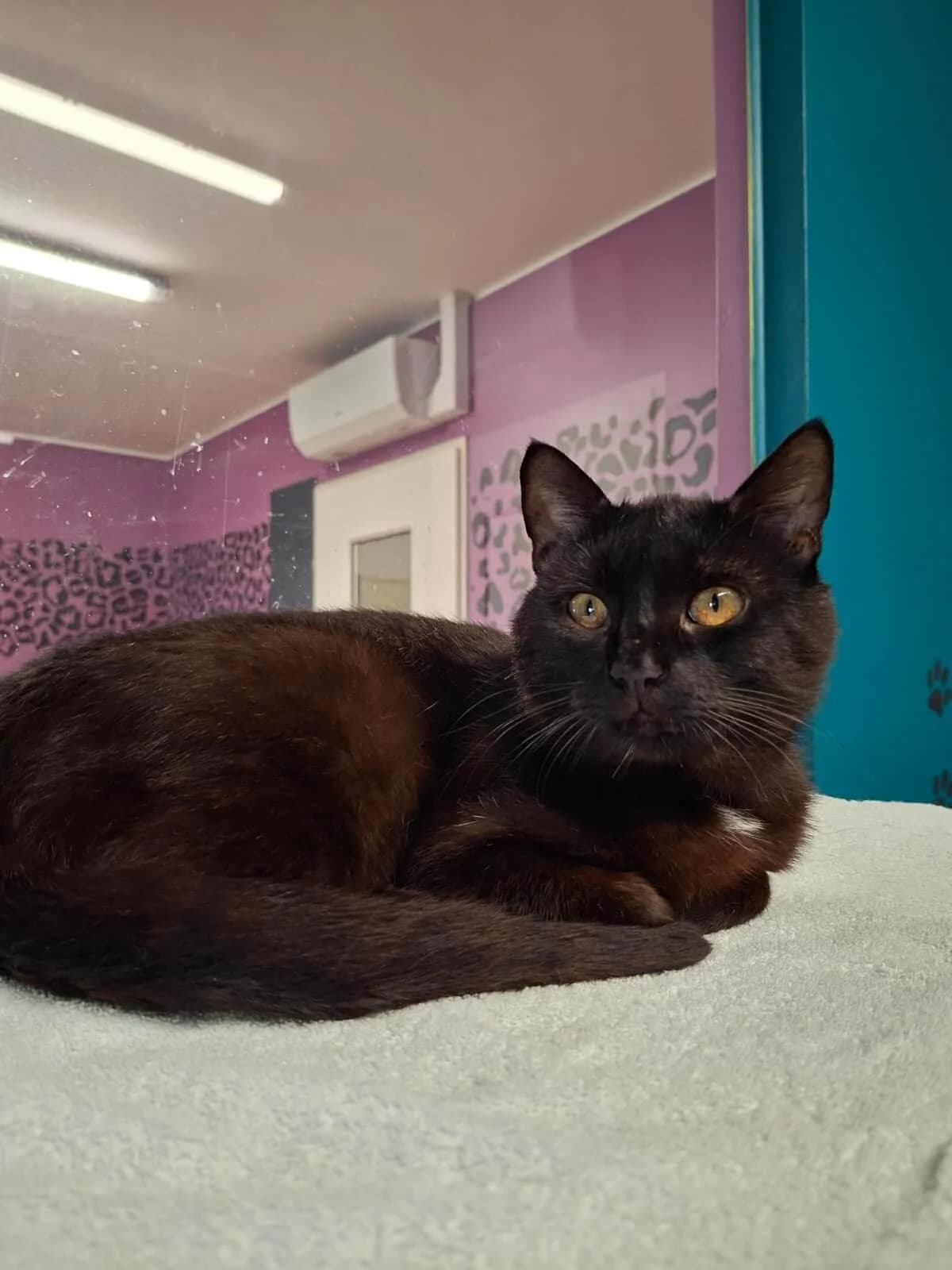 Börli, female 3yo Mixed Breed Cat for adoption at Tierheim Adamhof, Adamhof