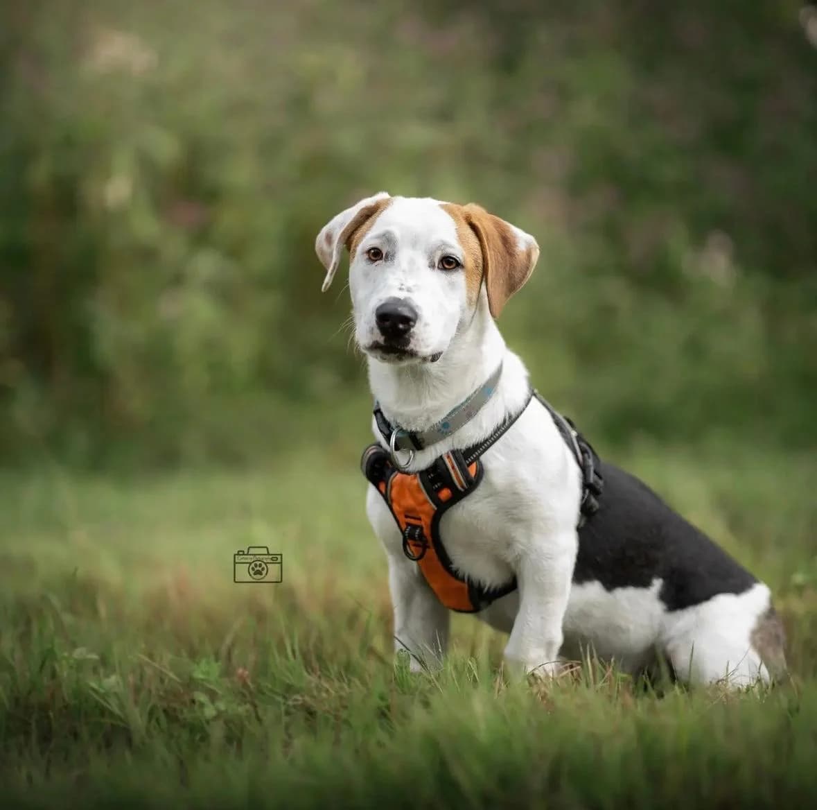 Cody, male 3yo Mixed Breed for adoption at Tierheim Adamhof, Adamhof