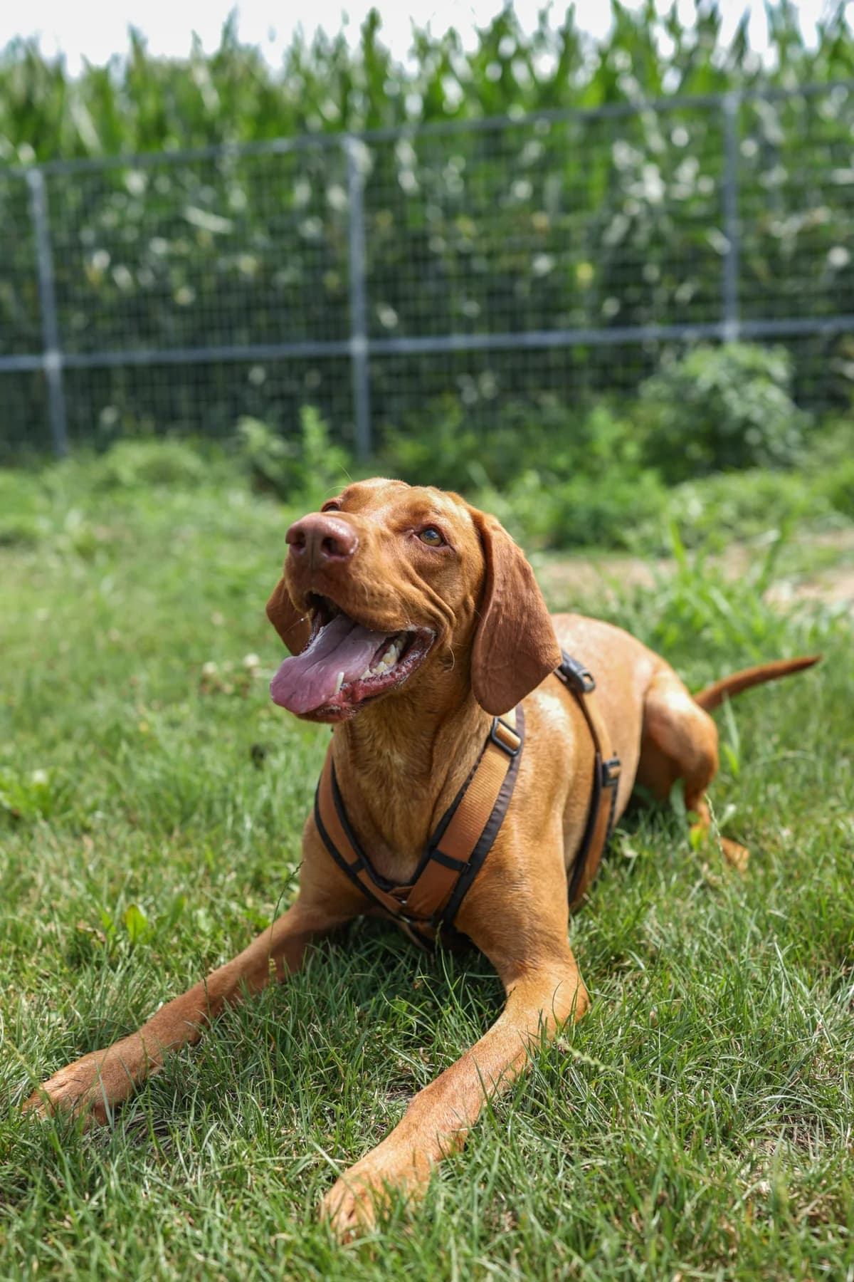 Cooper, Mixed Breed (Tierheim Adamhof)