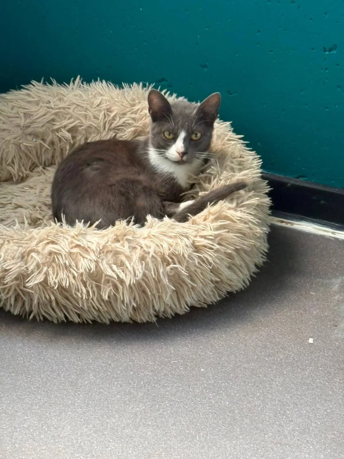 Cordula, female young Mixed Breed Cat for adoption at Tierheim Adamhof, Adamhof