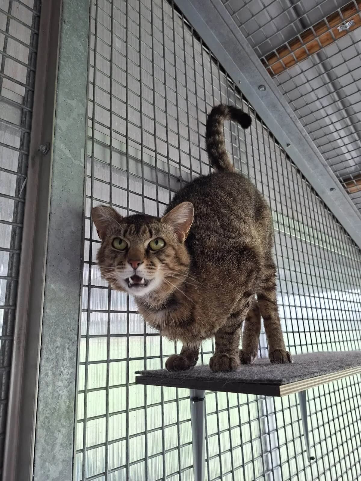 Eckhart, female young Mixed Breed Cat for adoption at Tierheim Adamhof, Adamhof