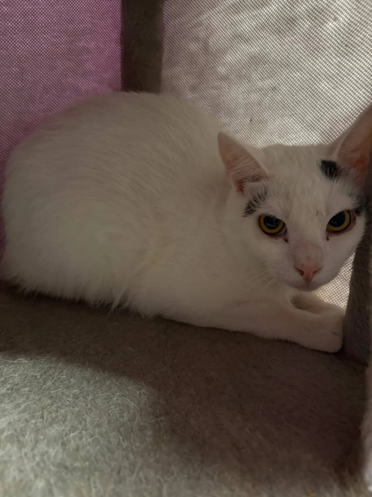 Fluffy, female young Mixed Breed Cat for adoption at Tierheim Adamhof, Adamhof