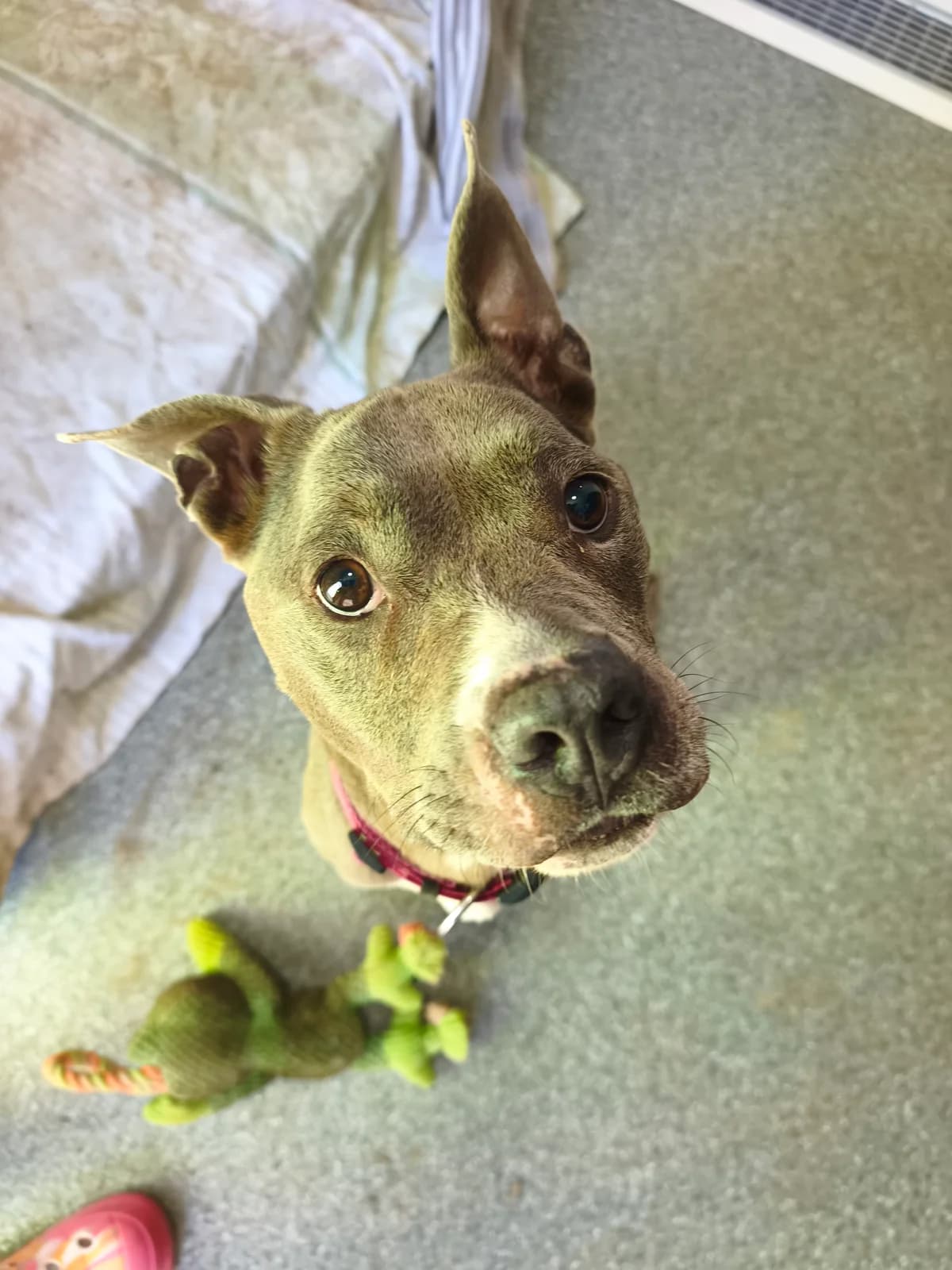 Hera, Mixed Breed (Tierheim Adamhof)