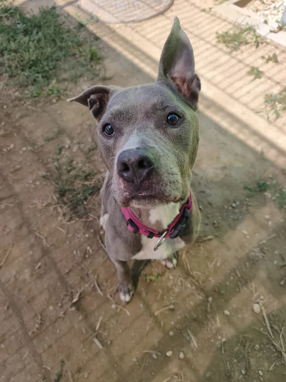 Hera, female 7yo Mixed Breed for adoption at Tierheim Adamhof, Adamhof