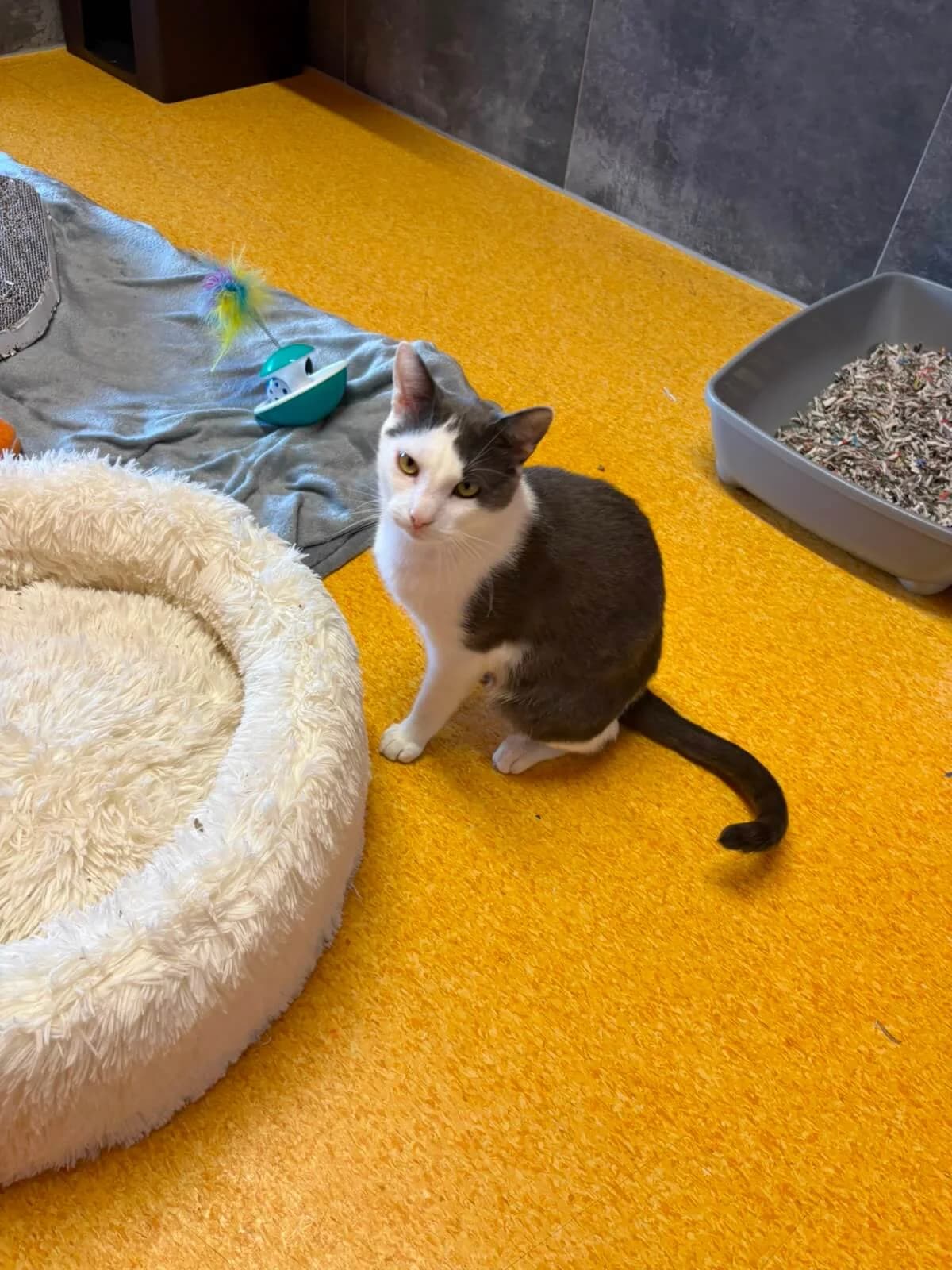 Josh, female young Mixed Breed Cat for adoption at Tierheim Adamhof, Adamhof