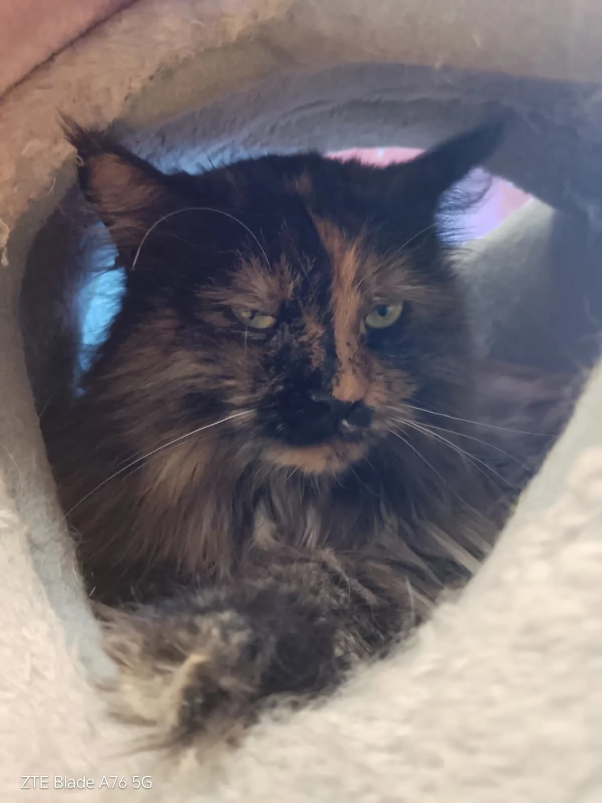 Kinga, Mixed Breed Cat (Tierheim Adamhof)