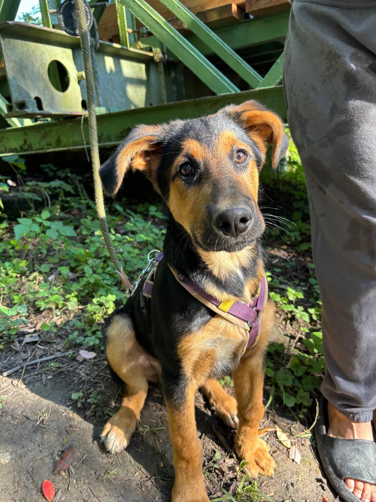 Klopfer, male puppy Mixed Breed for adoption at Tierheim Adamhof, Adamhof