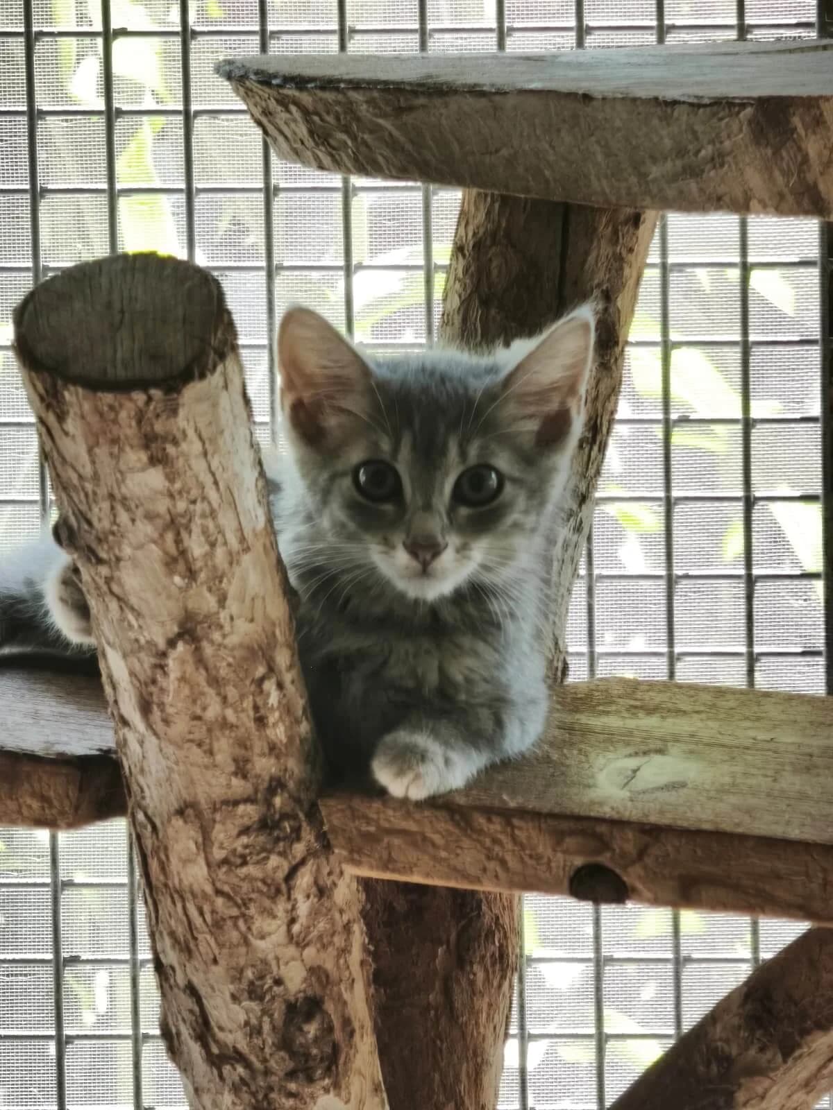 Lilo, female puppy Mixed Breed Cat for adoption at Tierheim Adamhof, Adamhof