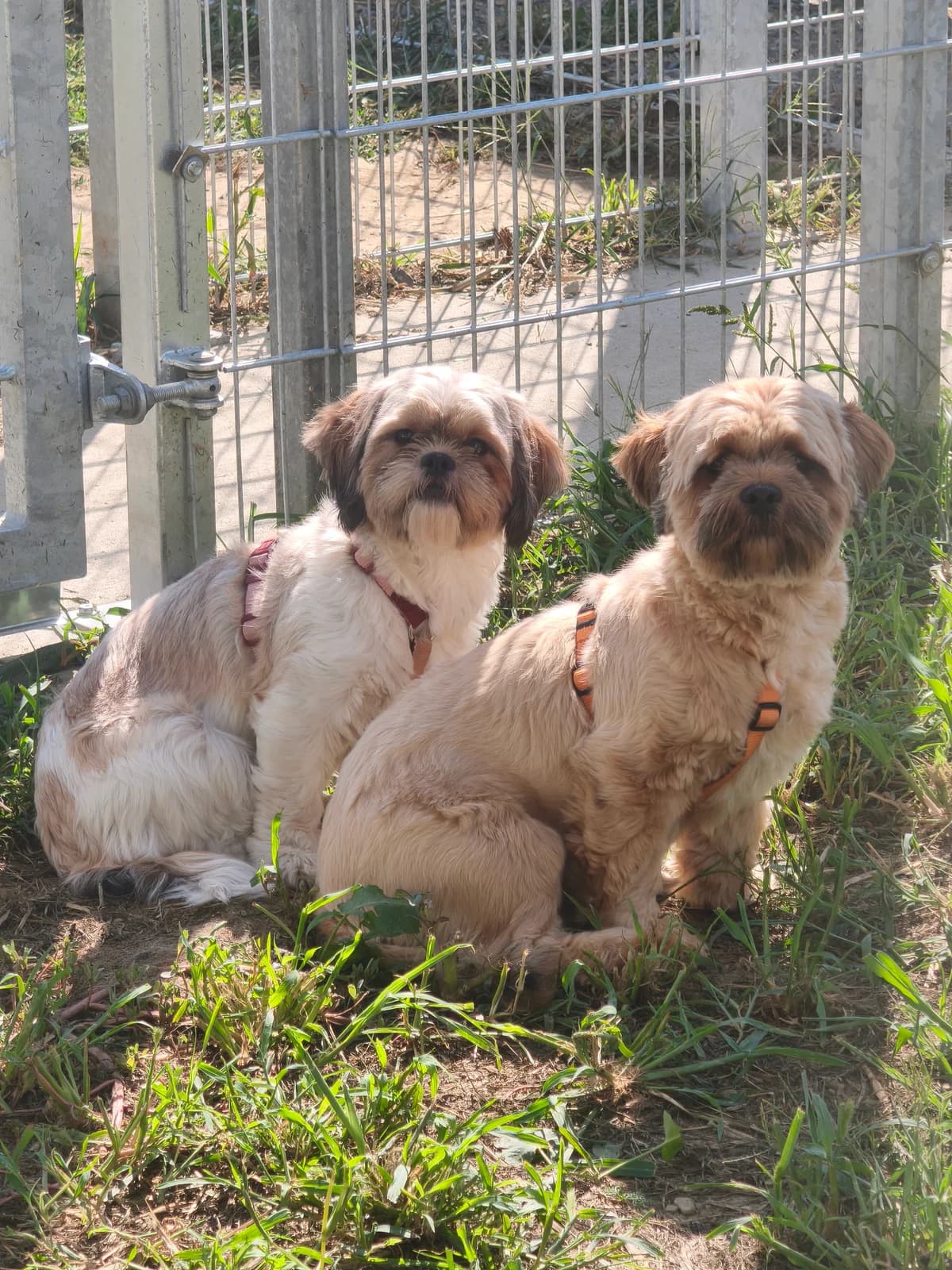 Luna, female young Mixed Breed for adoption at Tierheim Adamhof, Adamhof