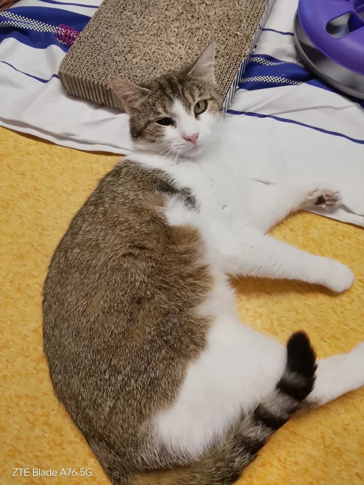 Millie, female 3yo Mixed Breed Cat for adoption at Tierheim Adamhof, Adamhof
