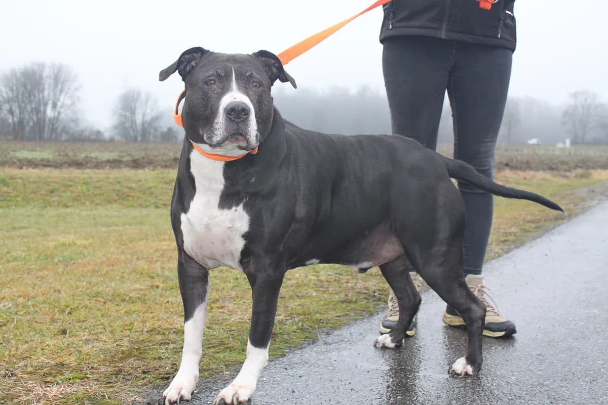 Milo, male senior Mixed Breed for adoption at Tierheim Adamhof, Adamhof