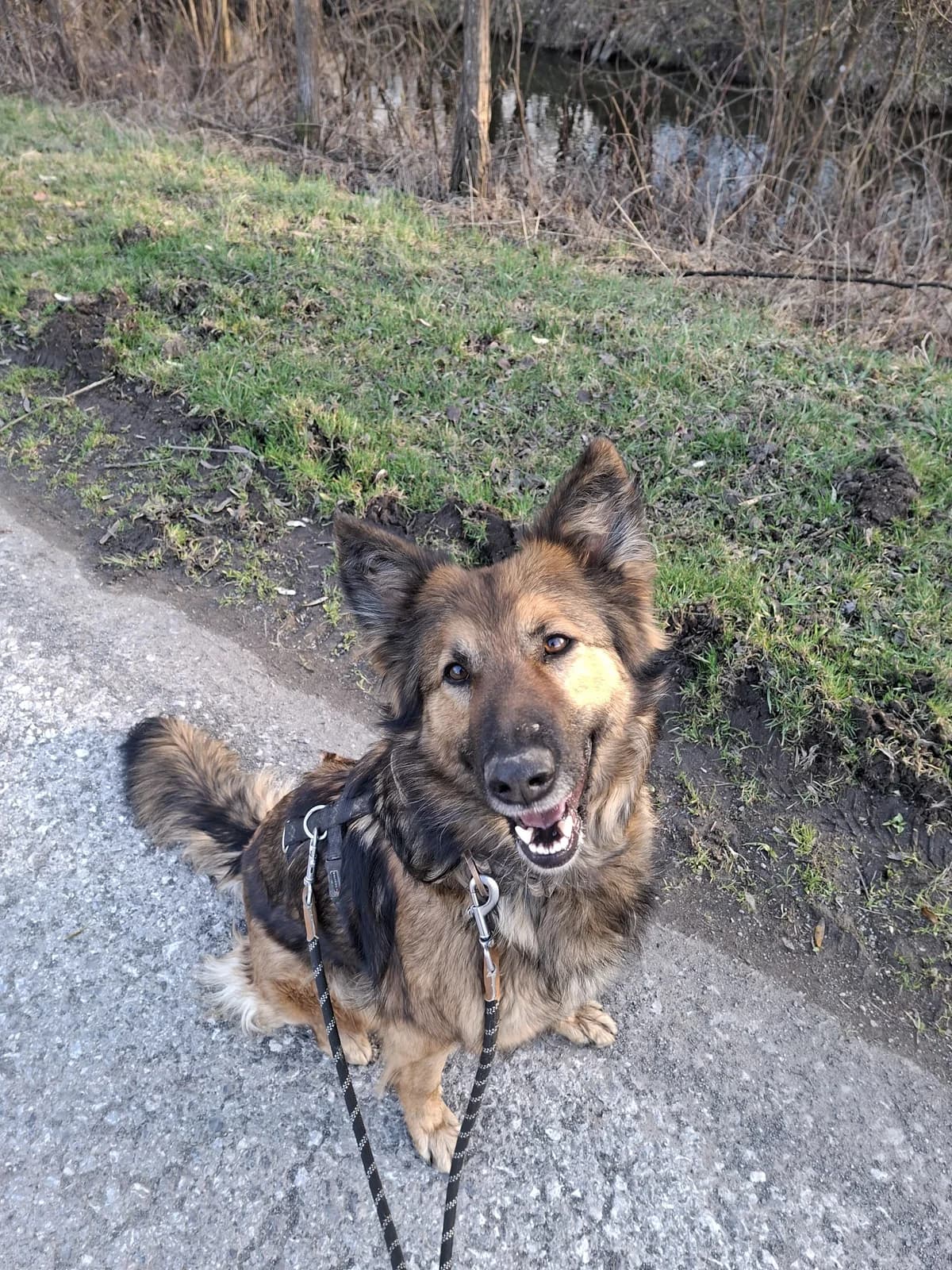 Nala, female 3yo Mixed Breed for adoption at Tierheim Adamhof, Adamhof
