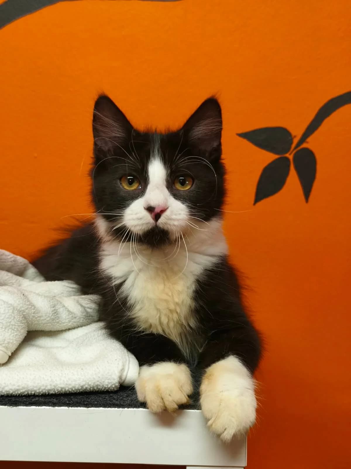 Oreo, female puppy Mixed Breed Cat for adoption at Tierheim Adamhof, Adamhof