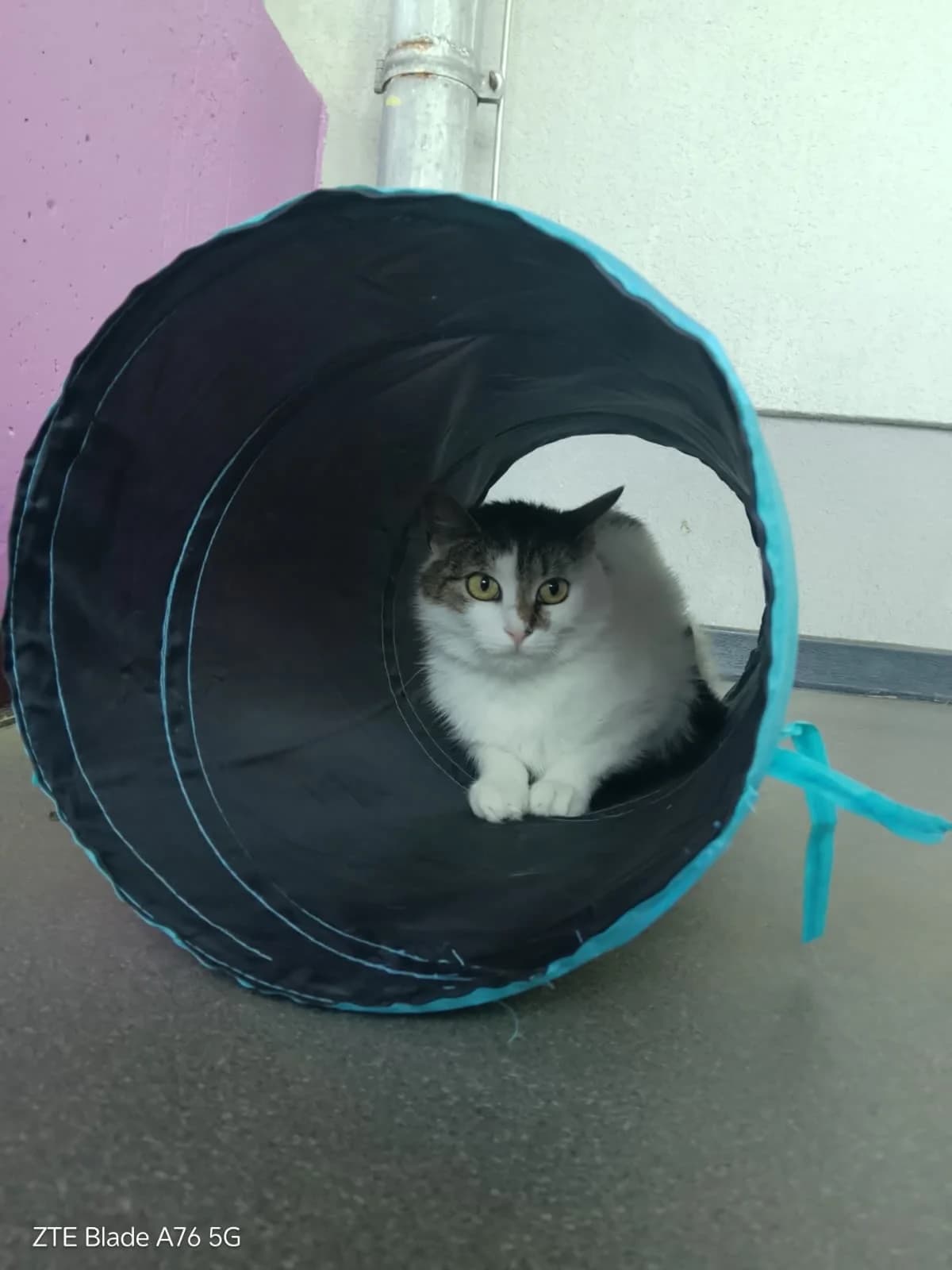 Petra, female young Mixed Breed Cat for adoption at Tierheim Adamhof, Adamhof