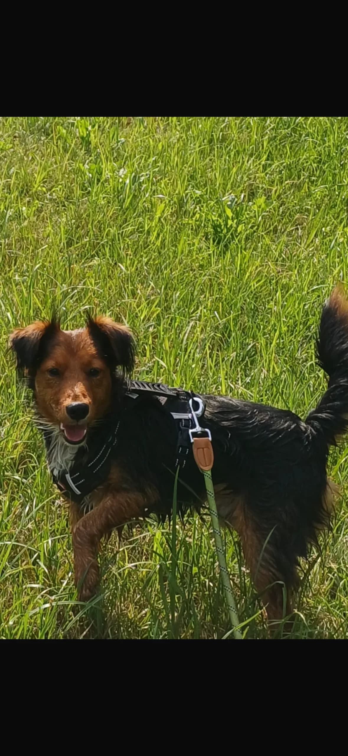 Picur, male 3yo Mixed Breed for adoption at Tierheim Adamhof, Adamhof