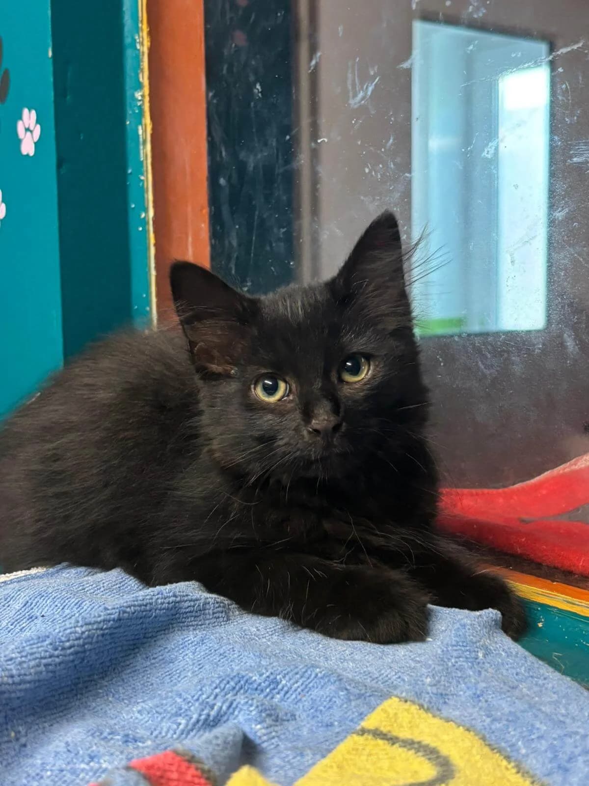 Ramboline, female puppy Mixed Breed Cat for adoption at Tierheim Adamhof, Adamhof