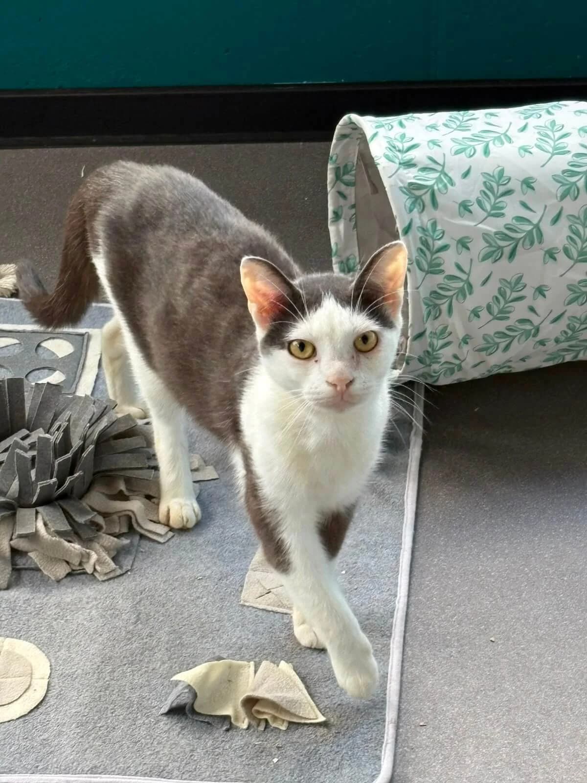 Rudi, female young Mixed Breed Cat for adoption at Tierheim Adamhof, Adamhof