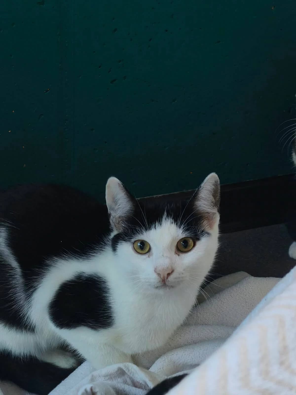 Seppi, female puppy Mixed Breed Cat for adoption at Tierheim Adamhof, Adamhof