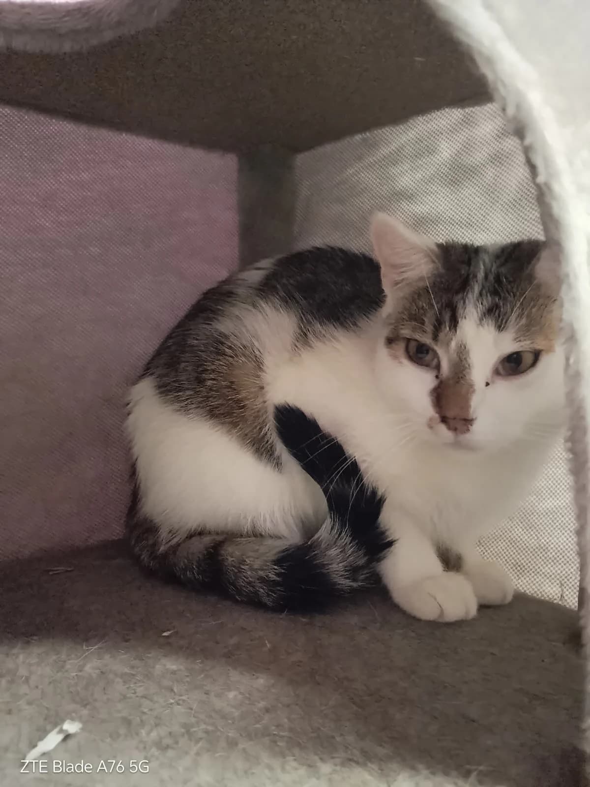 Sesam, female young Mixed Breed Cat for adoption at Tierheim Adamhof, Adamhof
