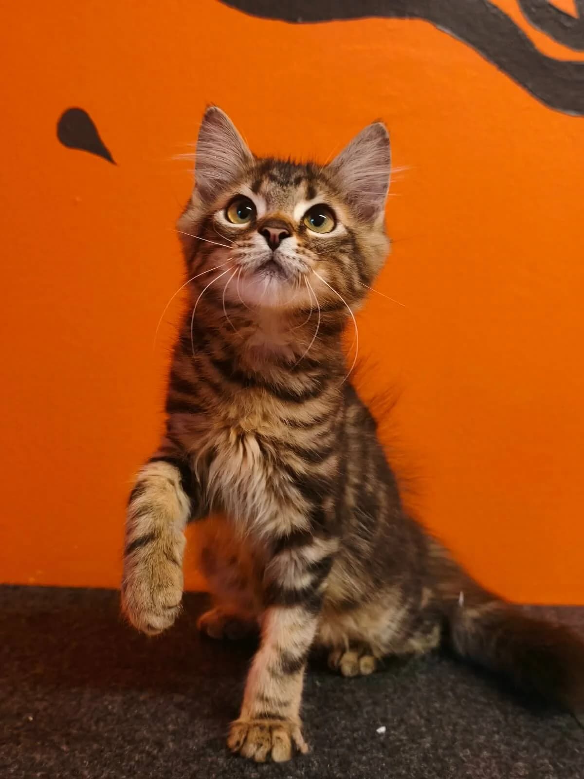 Simba, female puppy Mixed Breed Cat for adoption at Tierheim Adamhof, Adamhof