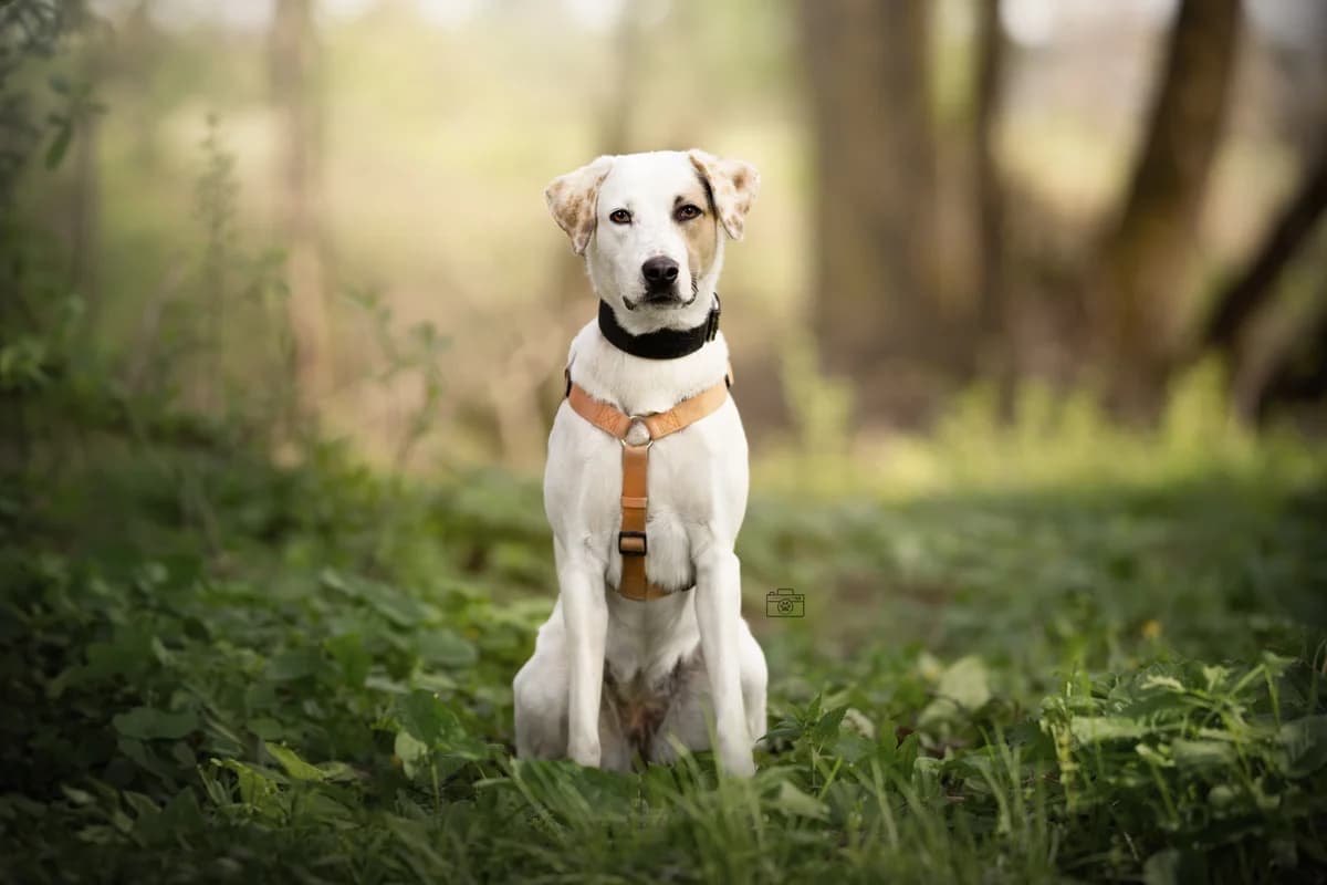 Sky, female 3yo Mixed Breed for adoption at Tierheim Adamhof, Adamhof
