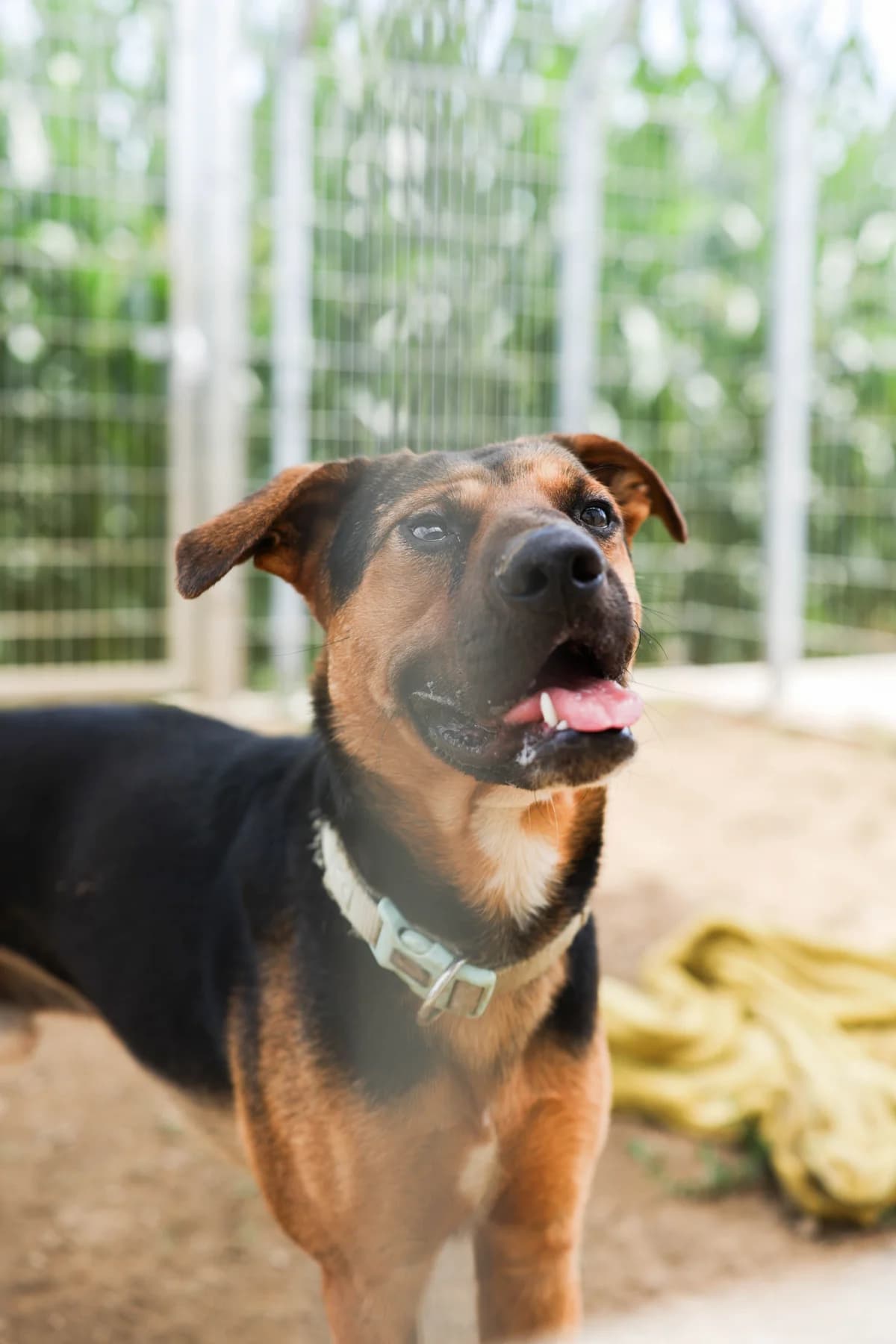Snickers, male 4yo Mixed Breed for adoption at Tierheim Adamhof, Adamhof
