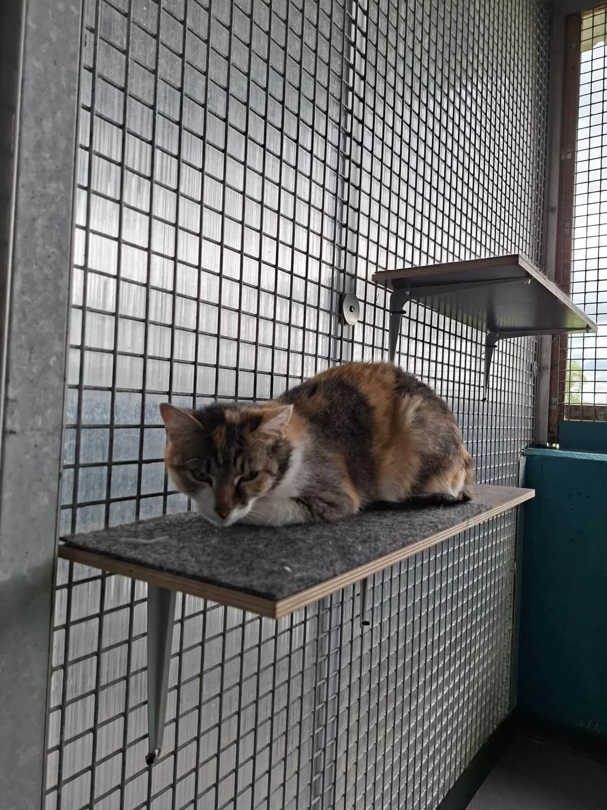 Stella, female 7yo Mixed Breed Cat for adoption at Tierheim Adamhof, Adamhof