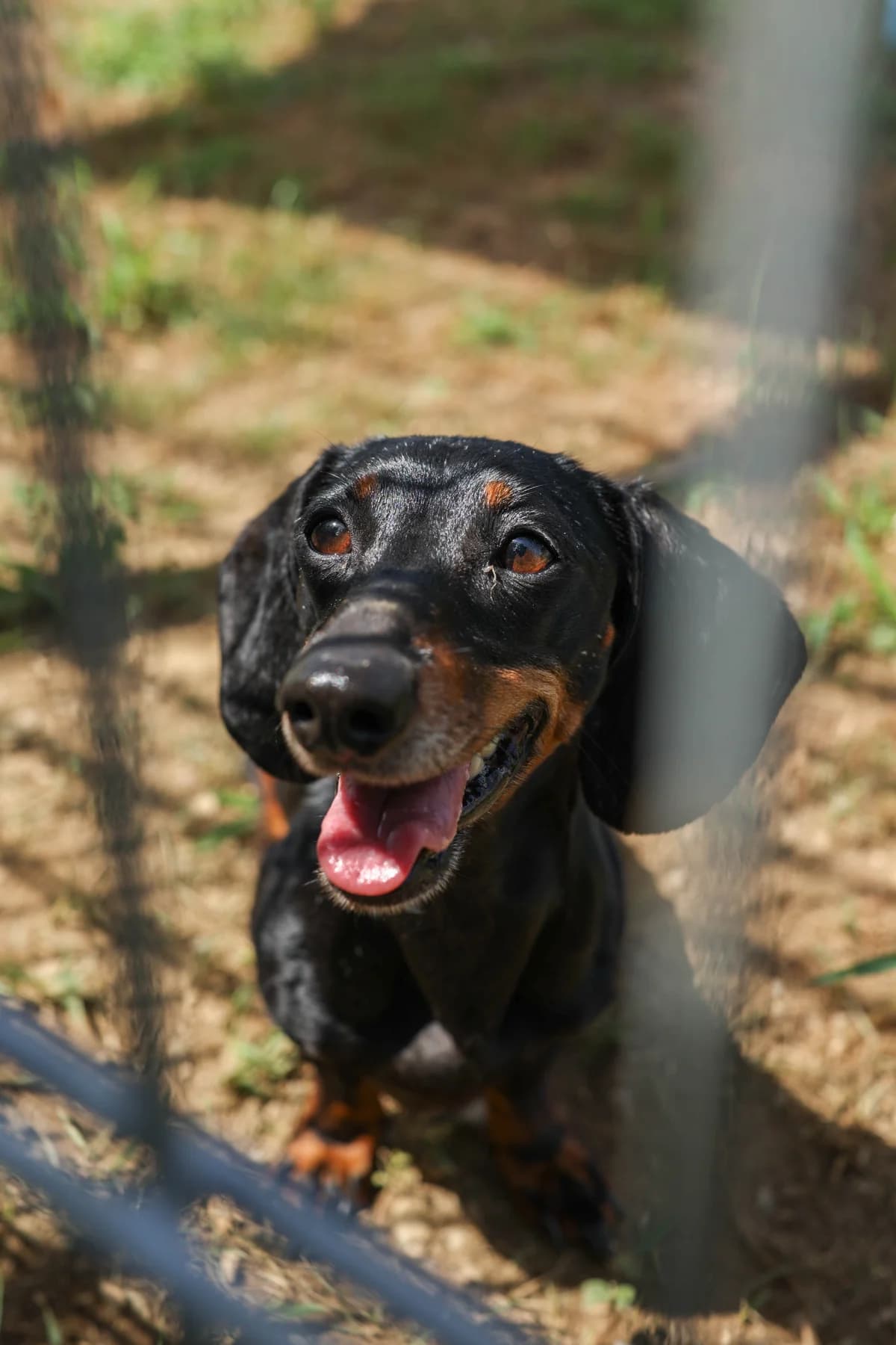 Susi, female 5yo Mixed Breed for adoption at Tierheim Adamhof, Adamhof