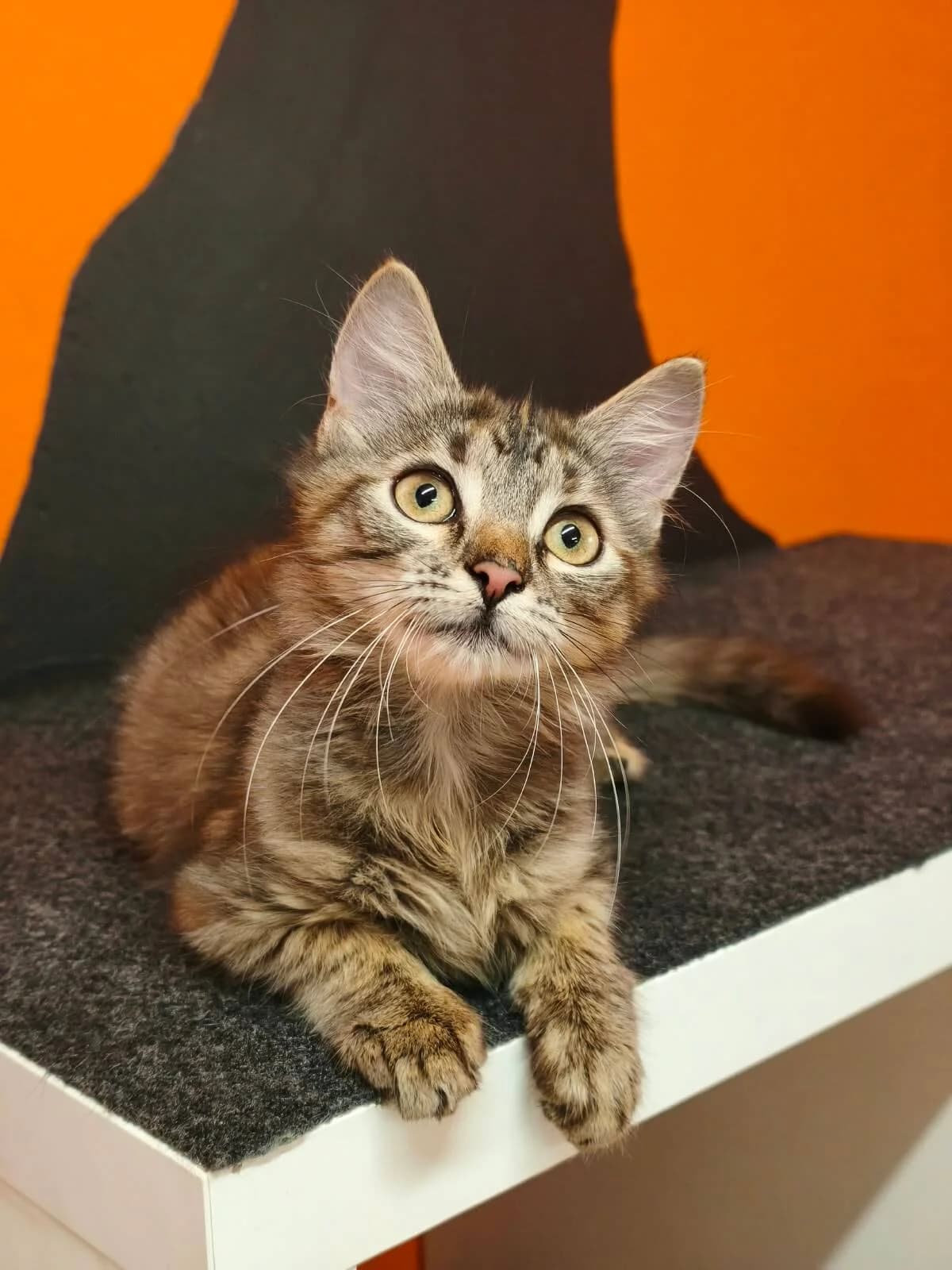 Tipsy, female puppy Mixed Breed Cat for adoption at Tierheim Adamhof, Adamhof