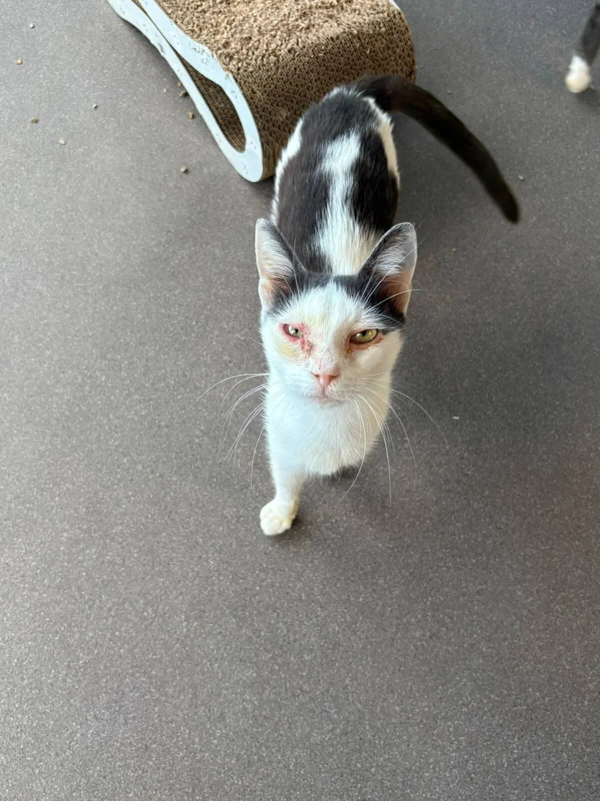 Ursula, female young Mixed Breed Cat for adoption at Tierheim Adamhof, Adamhof