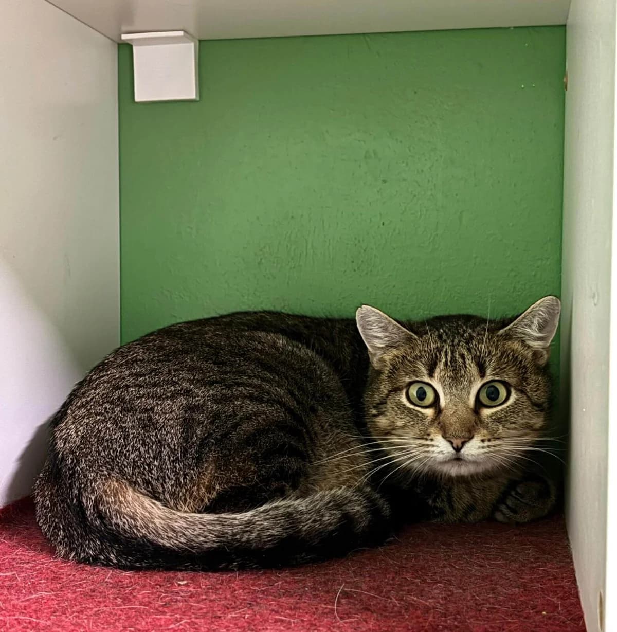 Xena, female young Mixed Breed Cat for adoption at Tierheim Adamhof, Adamhof