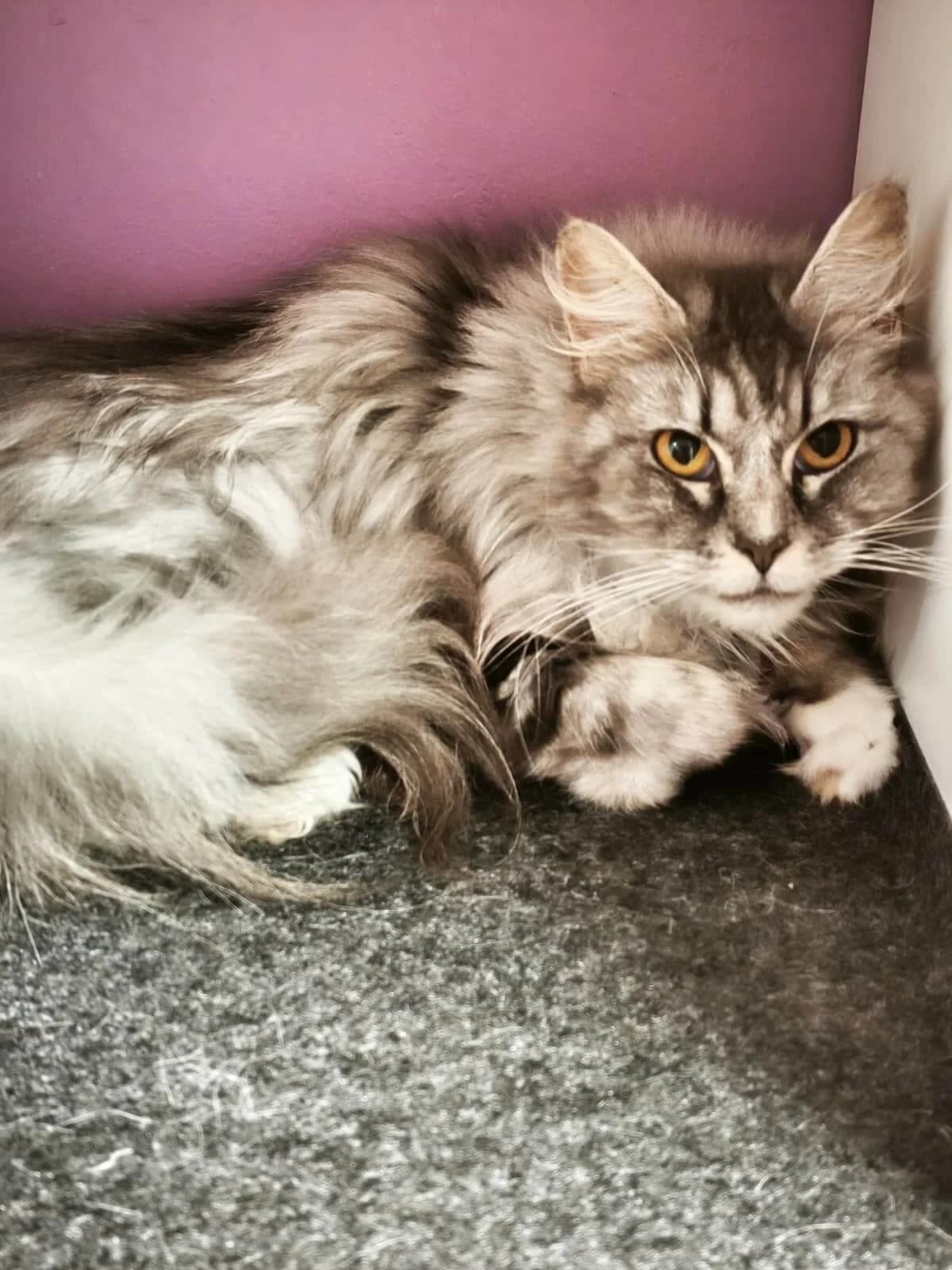 Yuna, female young Mixed Breed Cat for adoption at Tierheim Adamhof, Adamhof