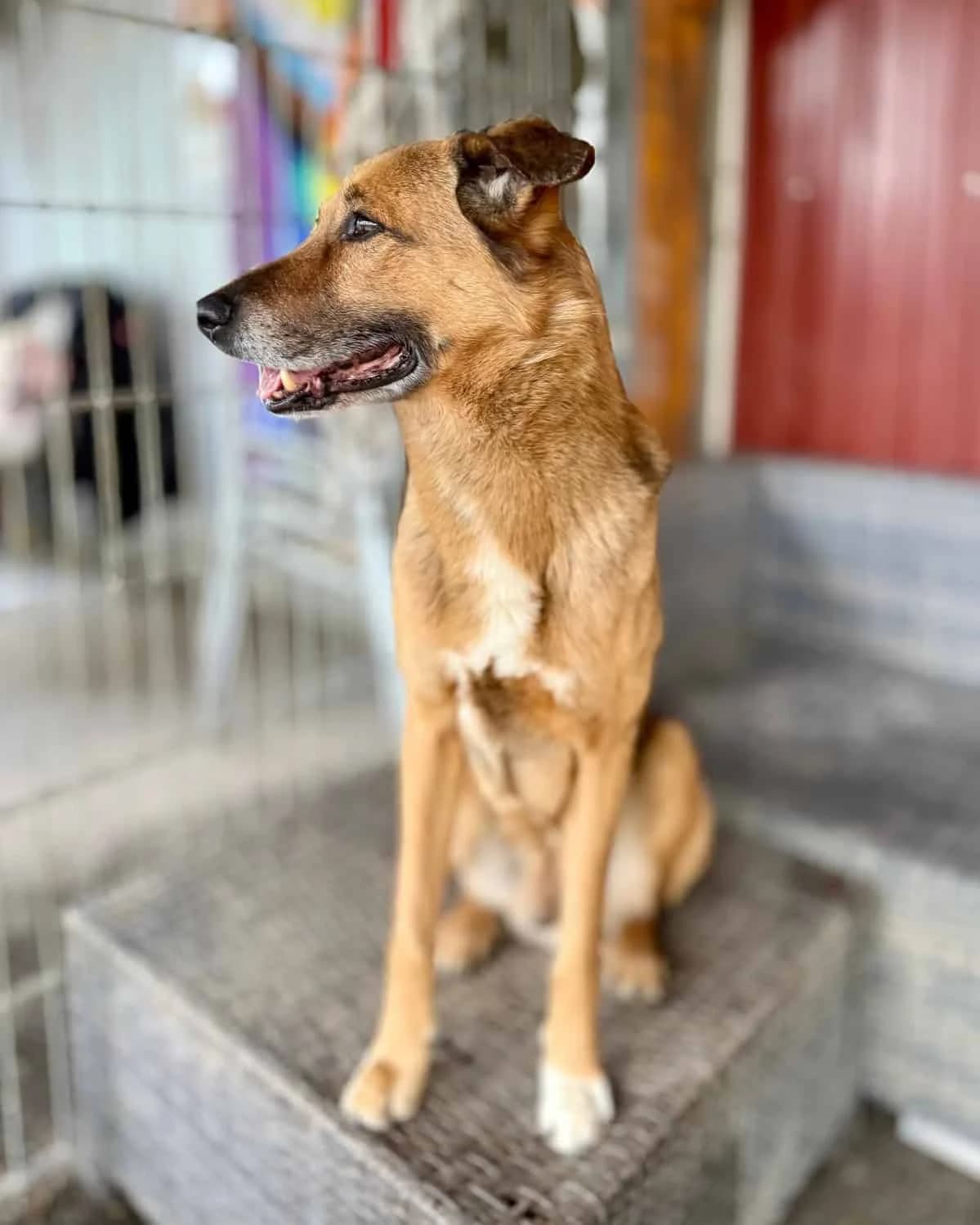 Buddy, male senior Belgian Malinois for adoption at Tierheim Bruck an der Leitha