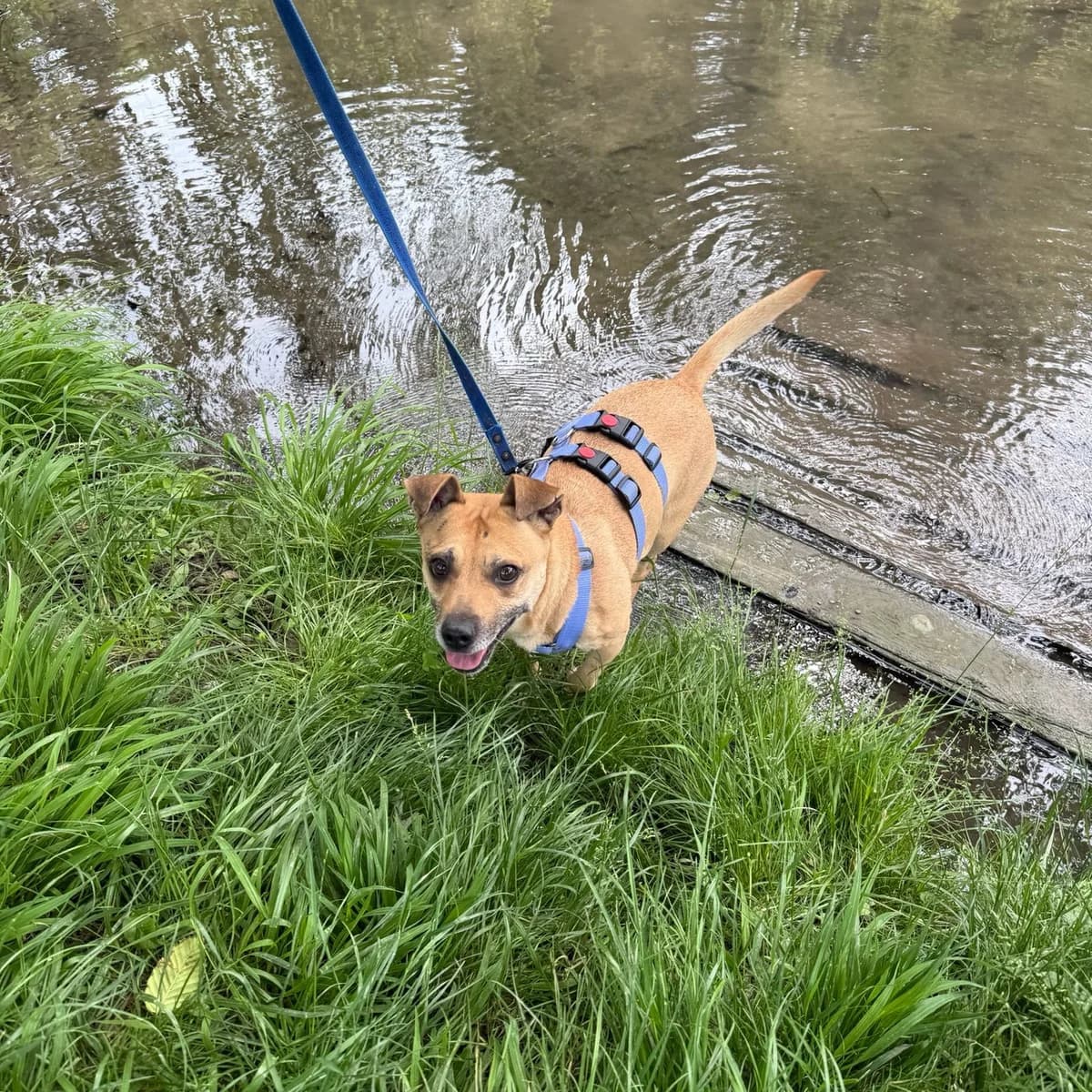 Emmi, female 7yo Mixed Breed for adoption at Tierheim Bruck an der Leitha