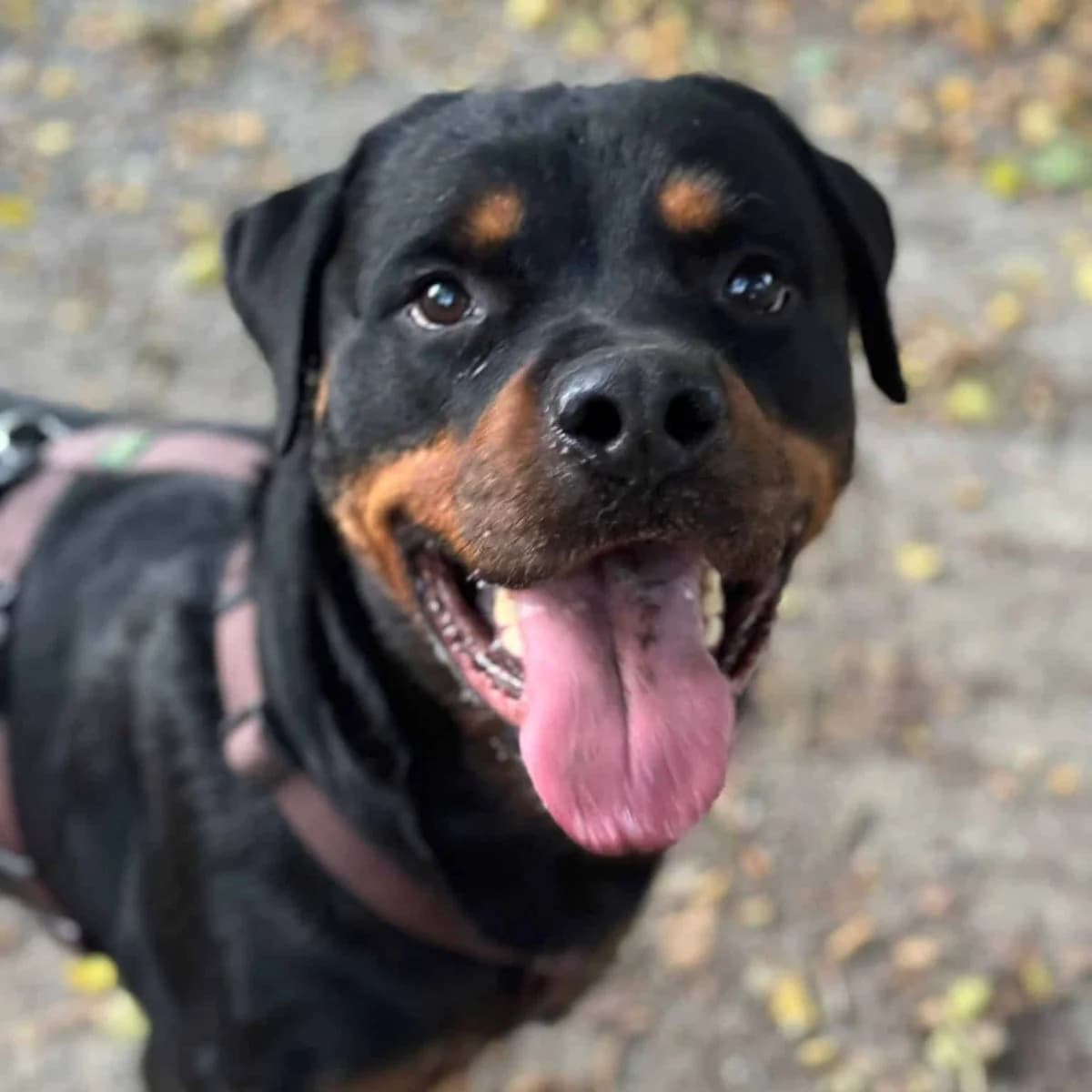 Henry 2, male 7yo Rottweiler for adoption at Tierheim Bruck an der Leitha