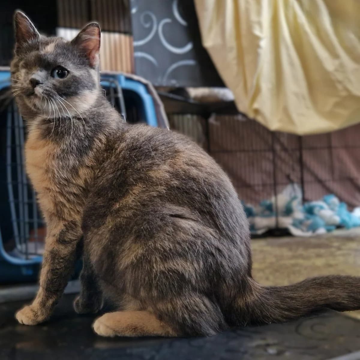 Lilli, female young mixed breed for adoption at Tierheim Bruck an der Leitha