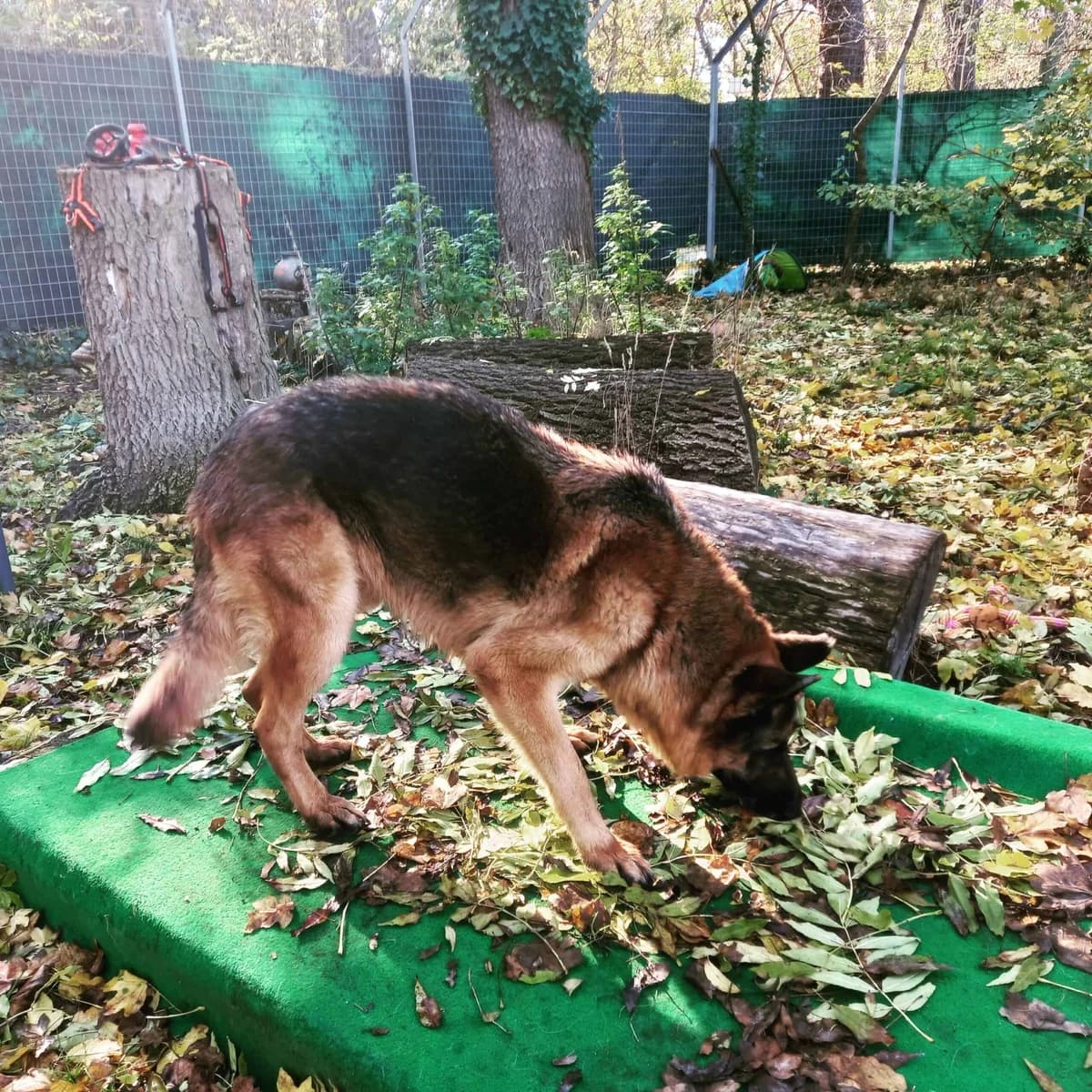 Loki,  senior German Shepherd for adoption at Tierheim Bruck an der Leitha