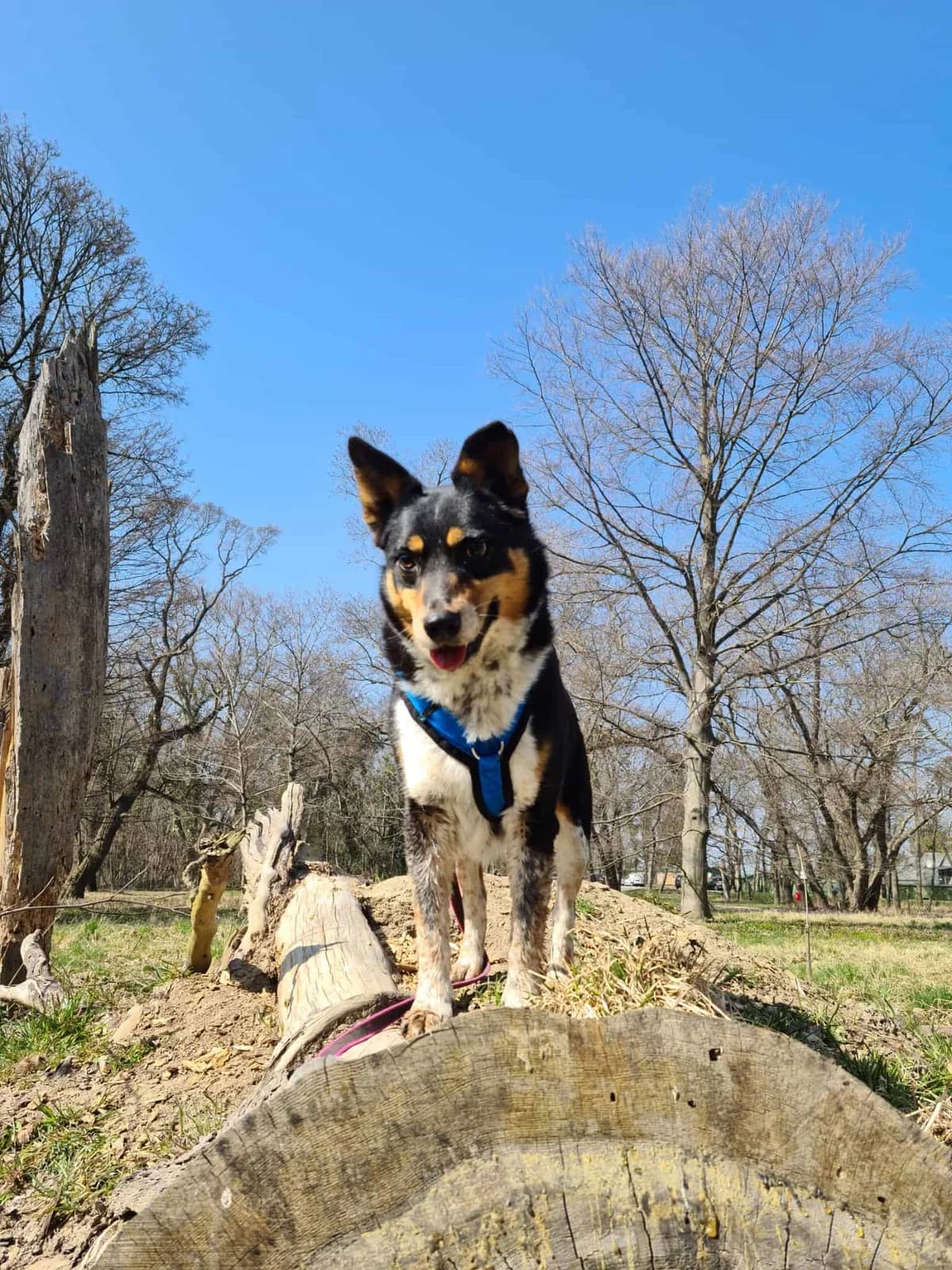 Jetzt adoptieren, male senior Mixed Breed for adoption at Tierheim Bruck an der Leitha