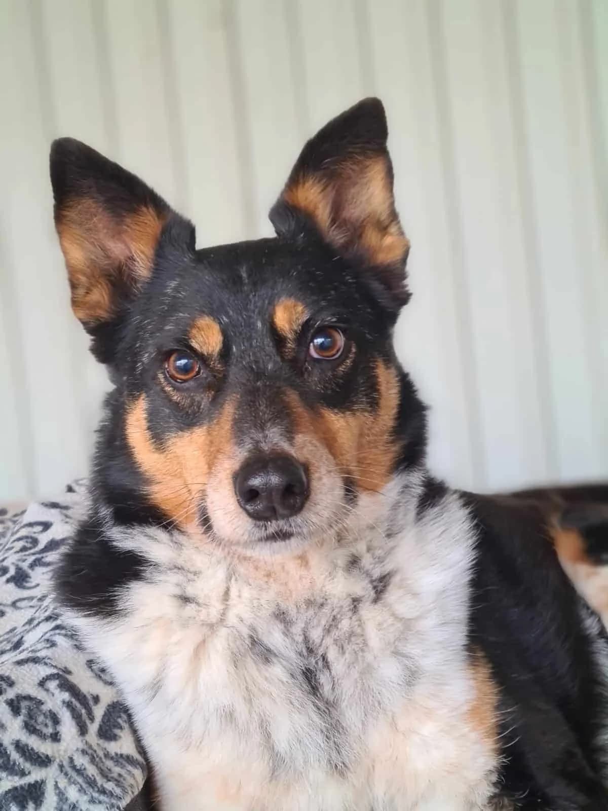 Mario, male senior Mixed Breed for adoption at Tierheim Bruck an der Leitha