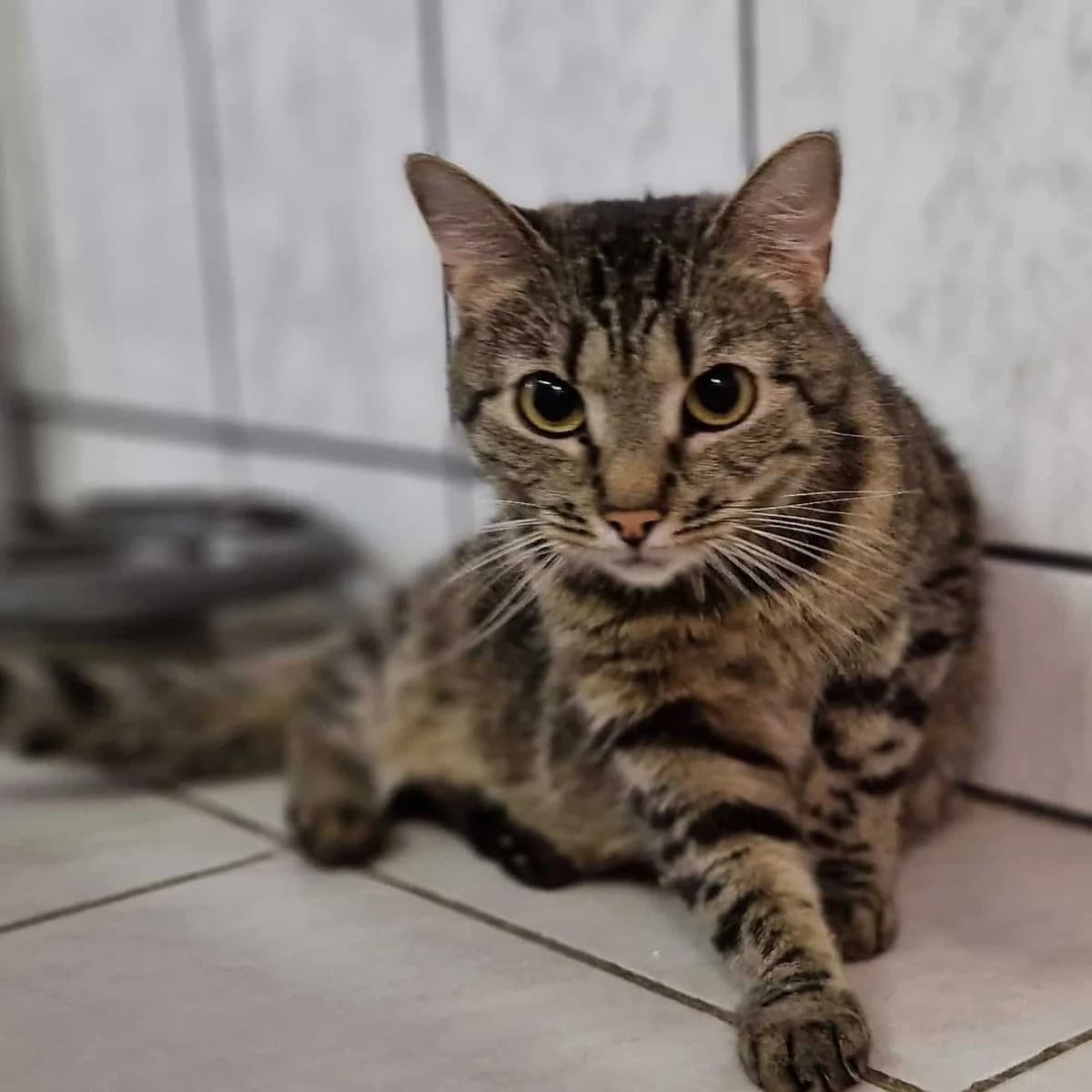 Jetzt adoptieren, male 4yo mixed breed for adoption at Tierheim Bruck an der Leitha