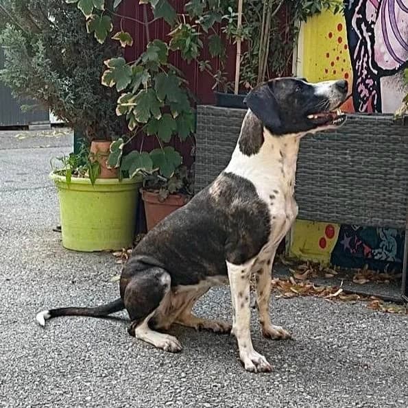 Ophelia, female Mixed Breed for adoption at Tierheim Bruck an der Leitha