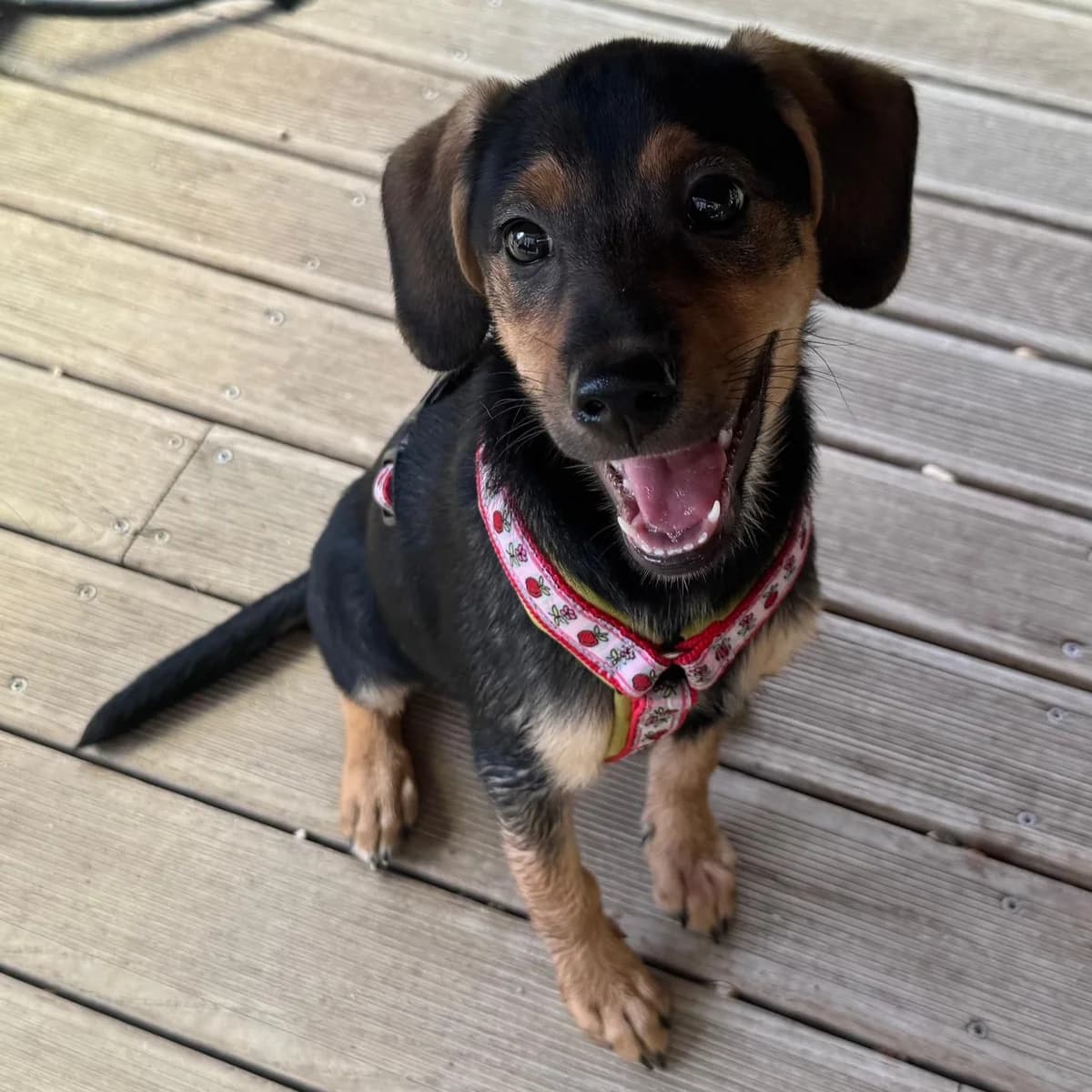Rika, female puppy Mixed Breed for adoption at Tierheim Bruck an der Leitha