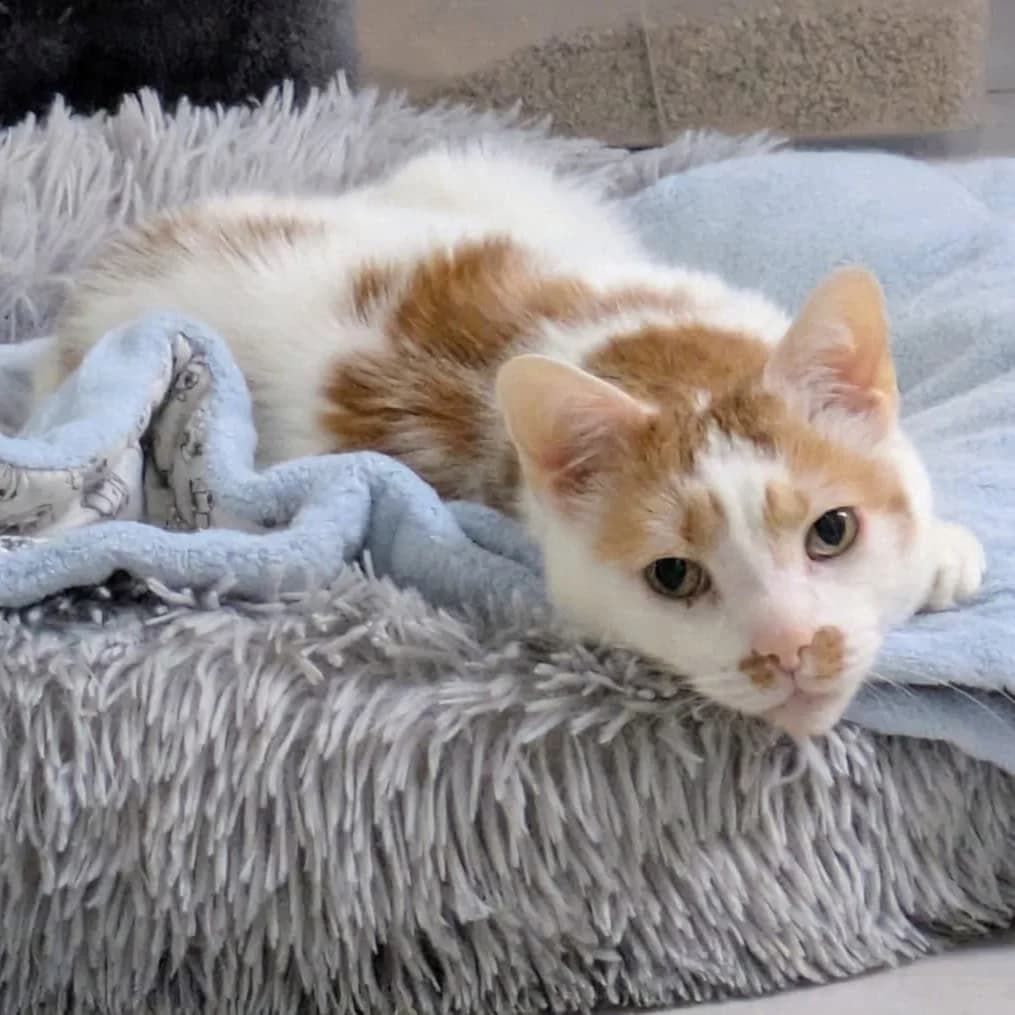 Jetzt adoptieren, male senior mixed breed for adoption at Tierheim Bruck an der Leitha