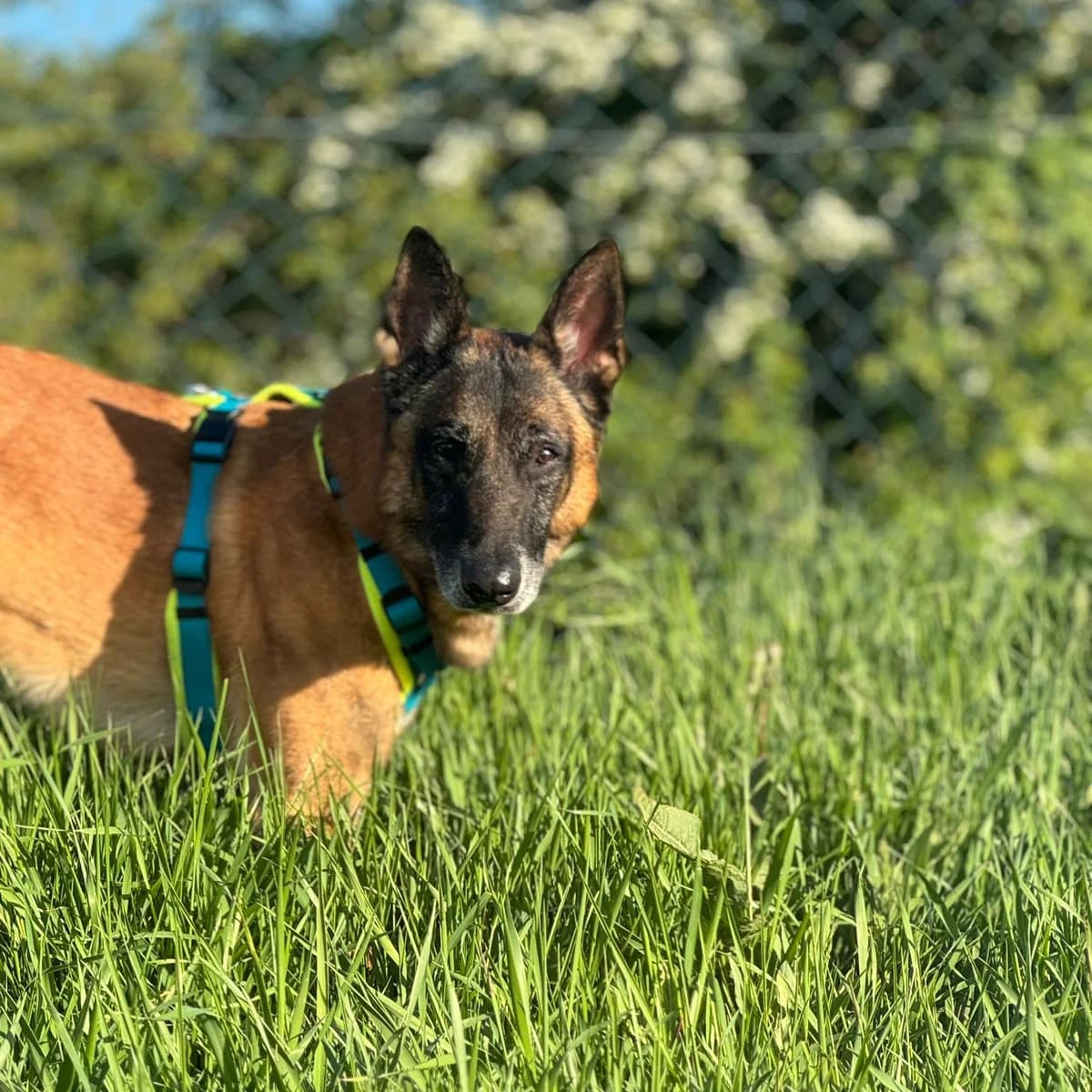 Jetzt adoptieren!,  5yo Belgian Malinois for adoption at Tierheim Bruck an der Leitha