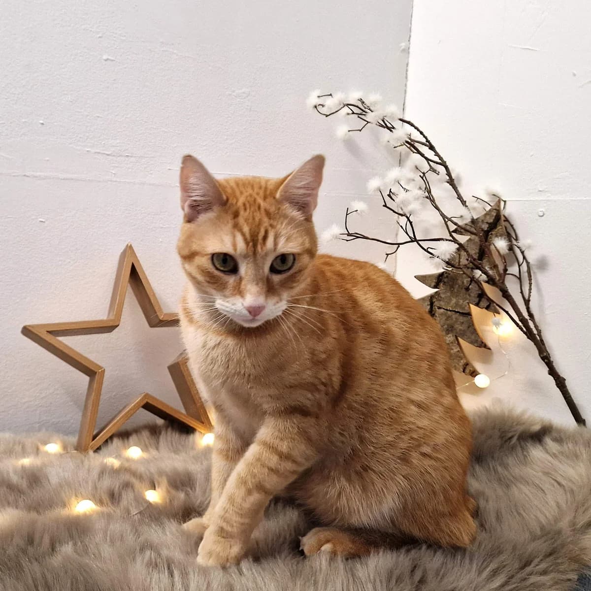 Teddy, male 3yo mixed breed for adoption at Tierheim Bruck an der Leitha