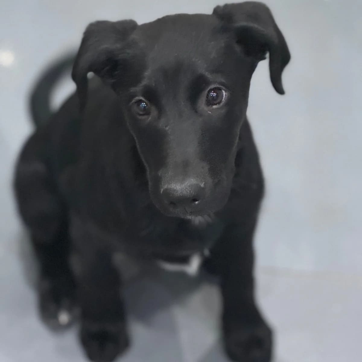 Toby,  Mixed Breed for adoption at Lucky Paws North Macedonia, Skopje