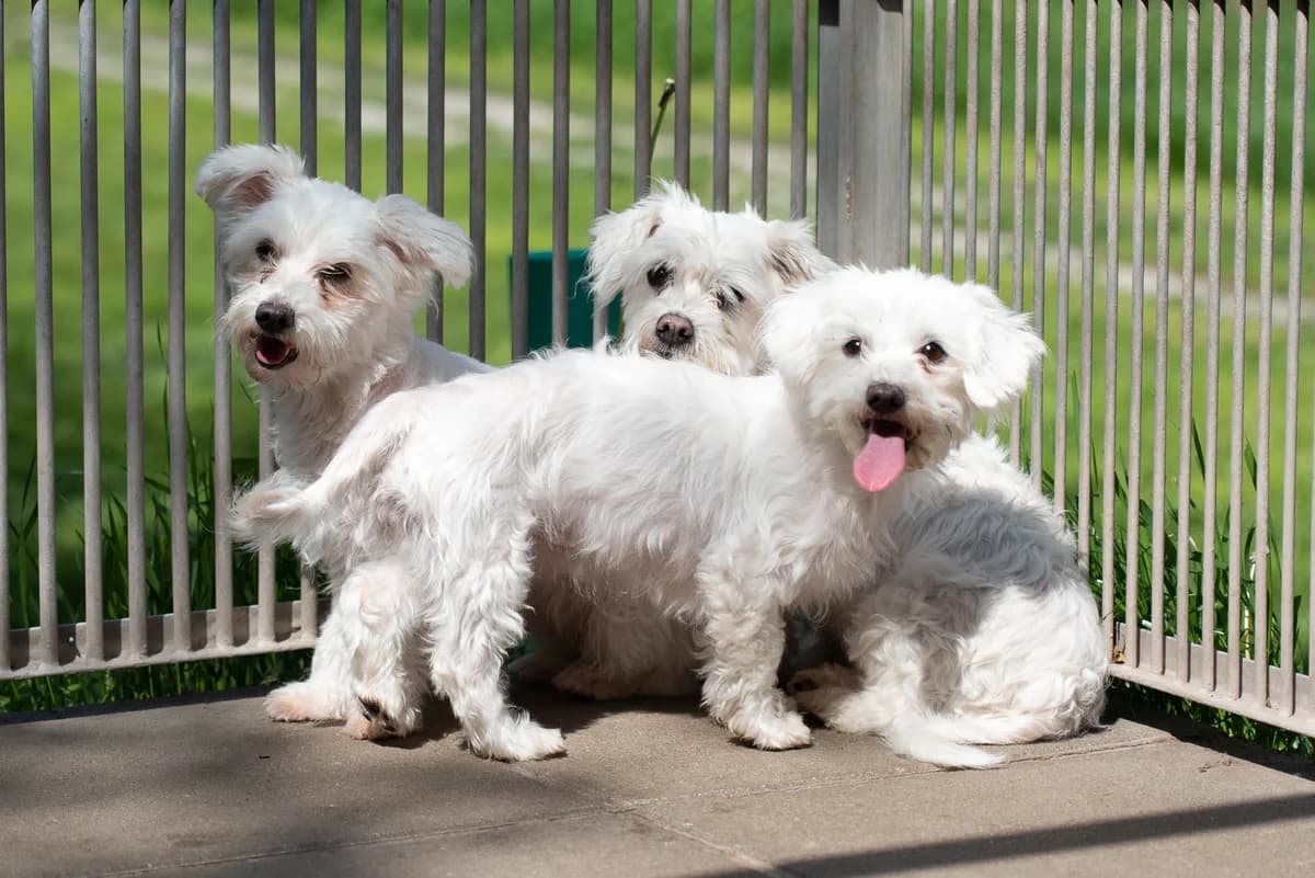3 Malteserdamen, female senior Mixed Breed for adoption at Tierheim Brunn am Gebirge, Brunn am Gebirge