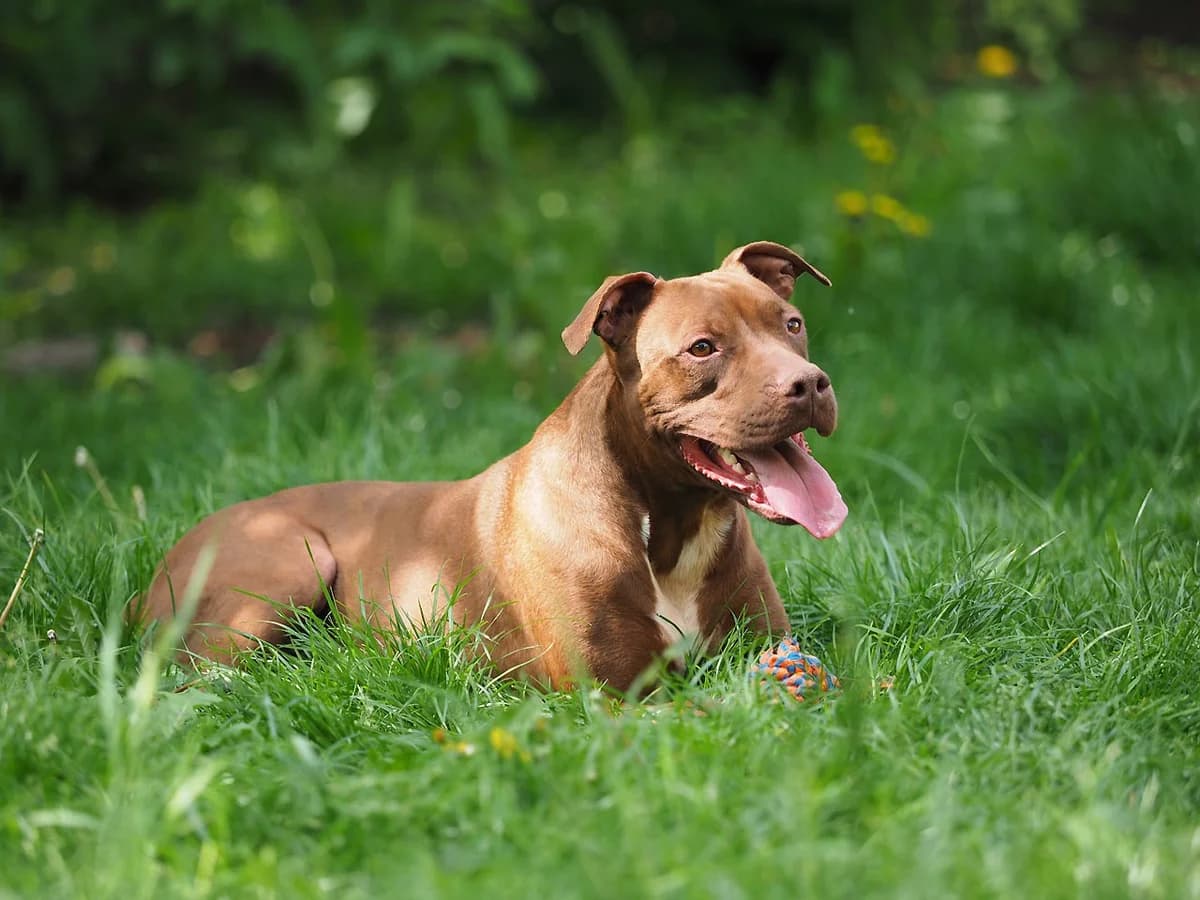 Azra, female senior Mixed Breed for adoption at Tierheim Brunn am Gebirge, Brunn am Gebirge