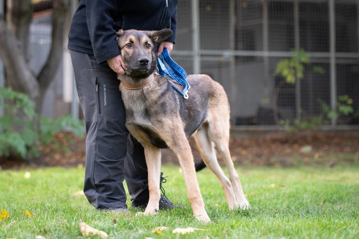 Balduin,  Mixed Breed for adoption at Tierheim Brunn am Gebirge, Brunn am Gebirge