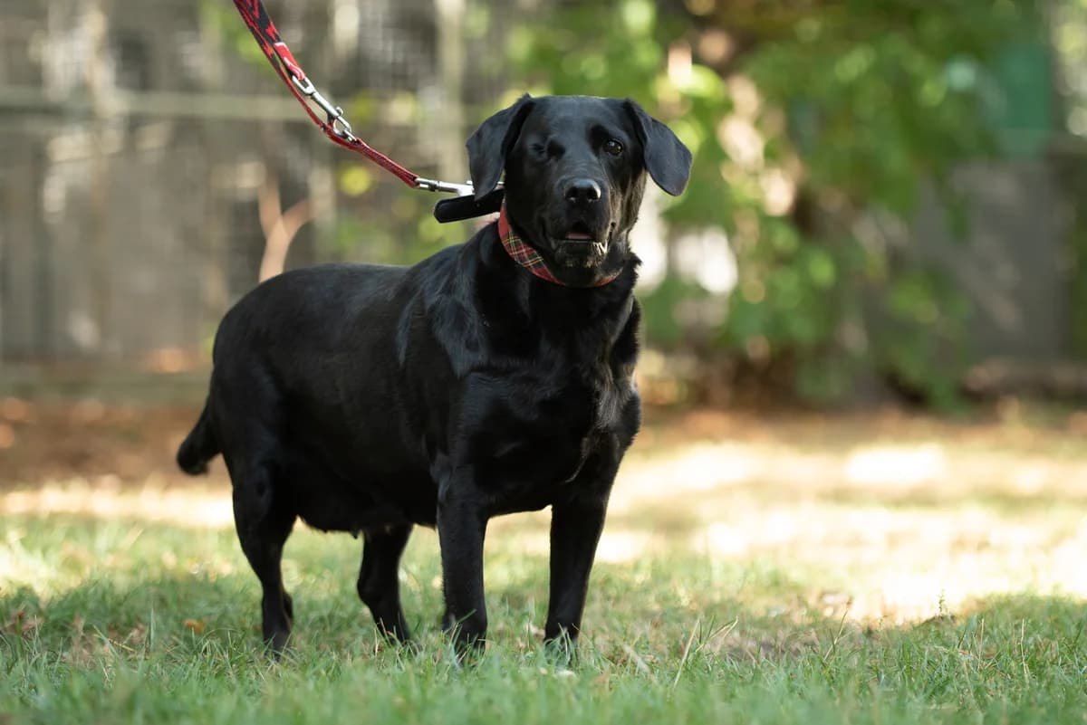 Blacky, female Mixed Breed for adoption at Tierheim Brunn am Gebirge, Brunn am Gebirge